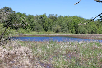 A calm pond surrounded by green trees and dry grass