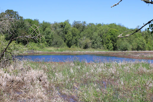 A calm pond surrounded by green trees and dry grass