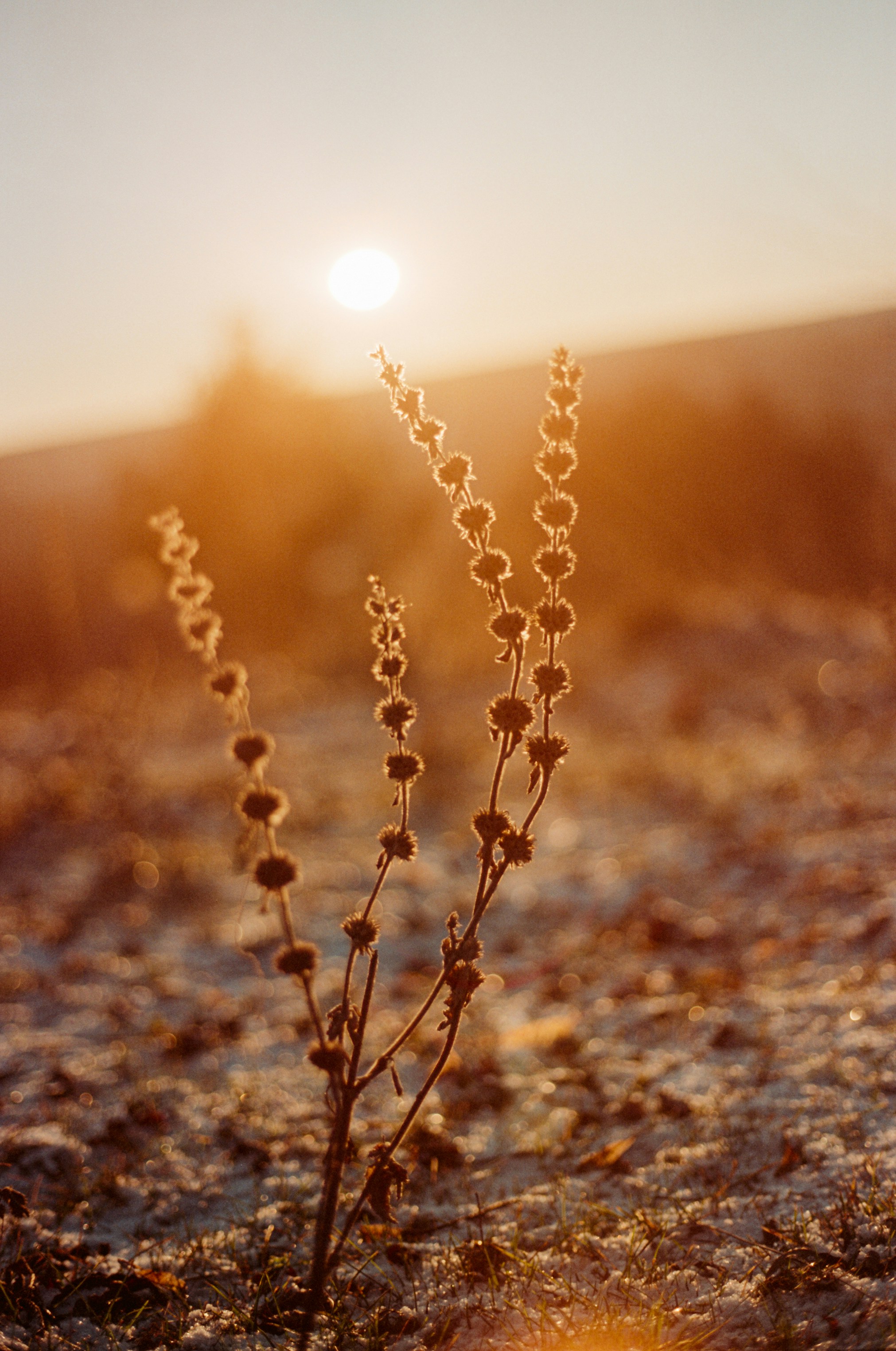 Trockenpflanzen stehen während eines goldenen Sonnenuntergangs auf einem Feld