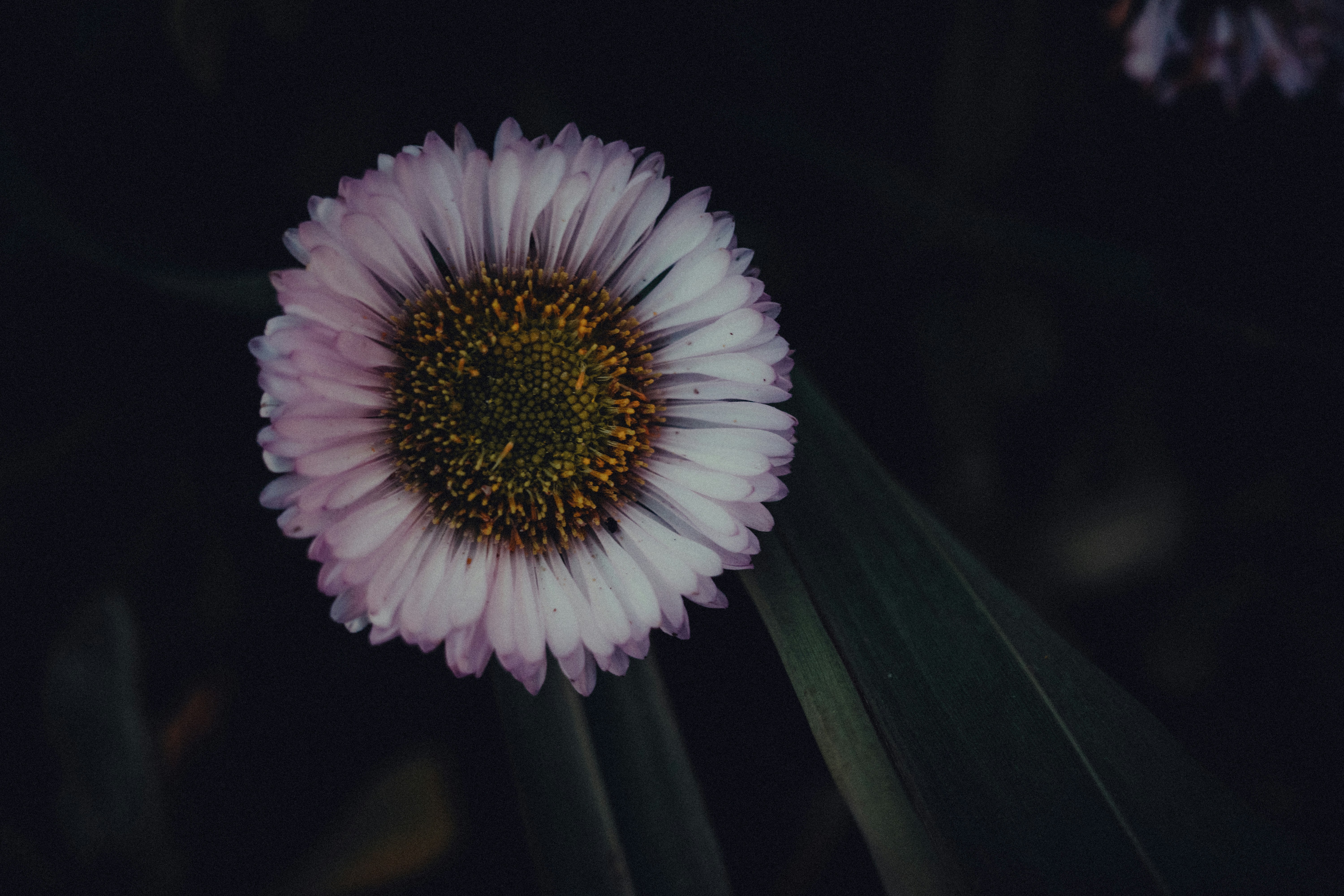 Photo by mayurgala
