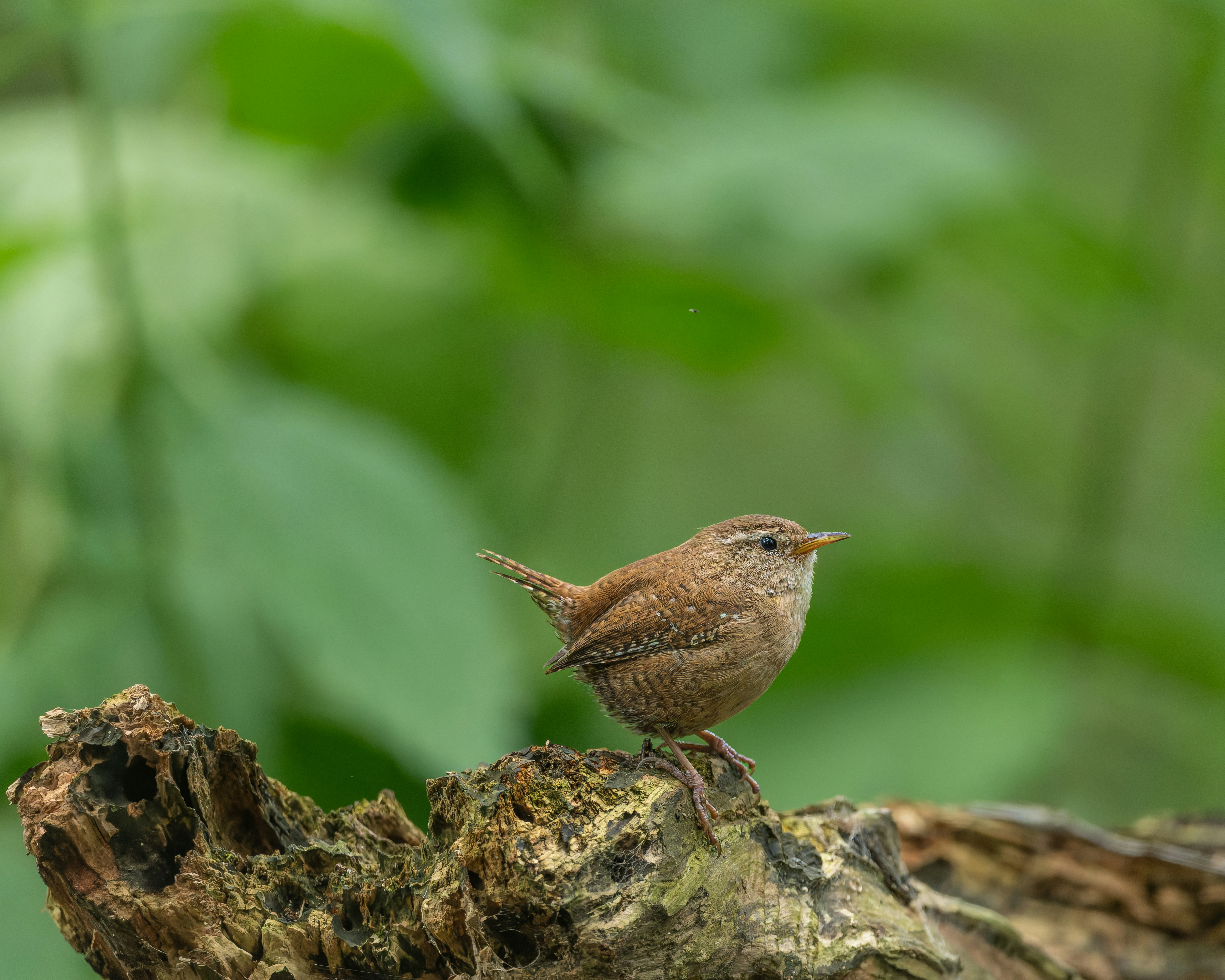 Seekor burung wren coklat kecil bertengger di atas batang kayu.