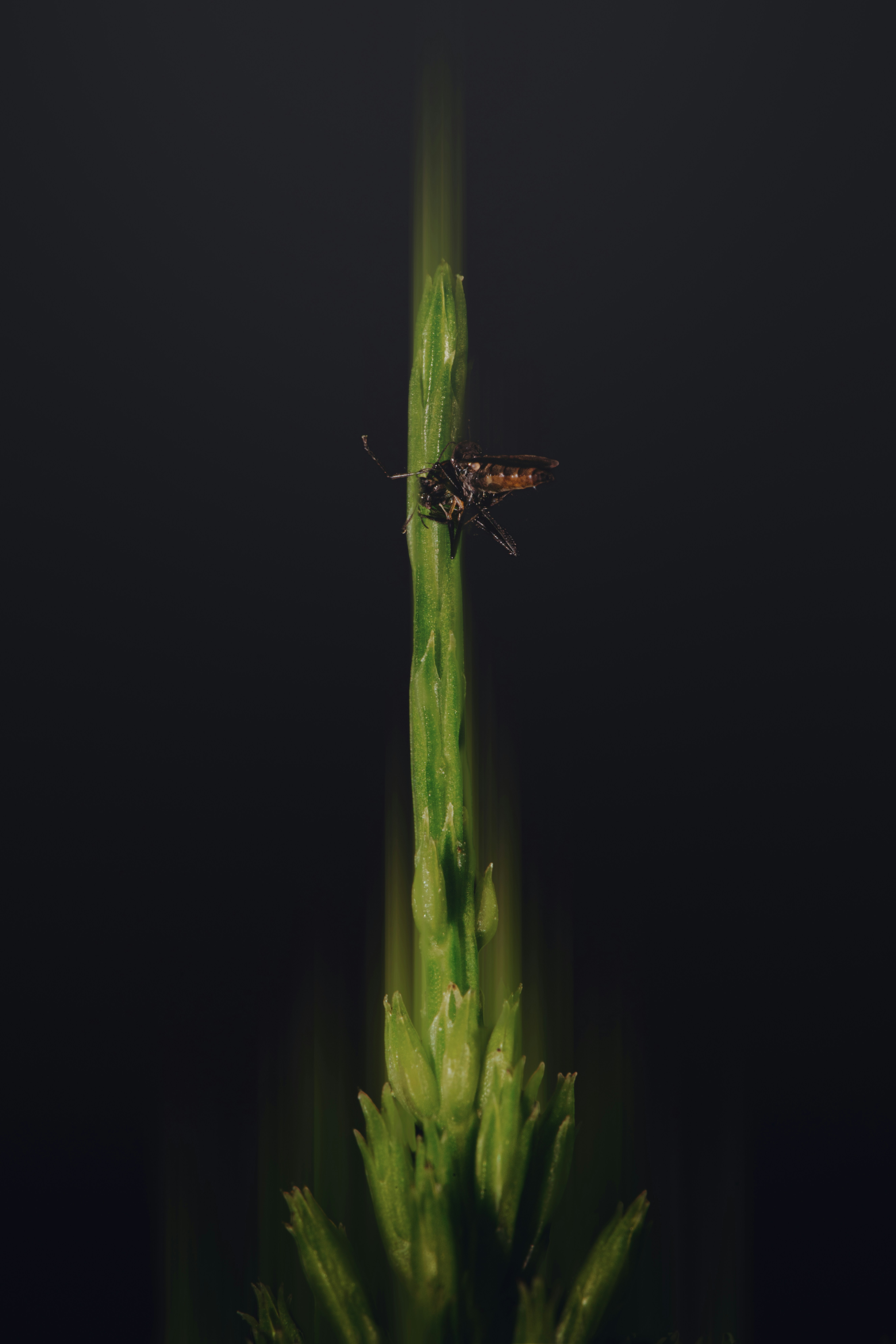 A small insect on a green plant stem.