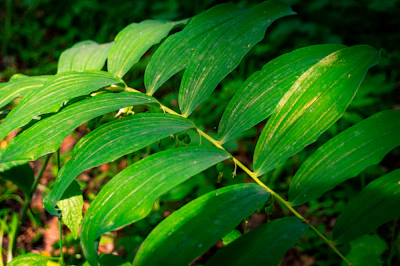 Solomon's Seal