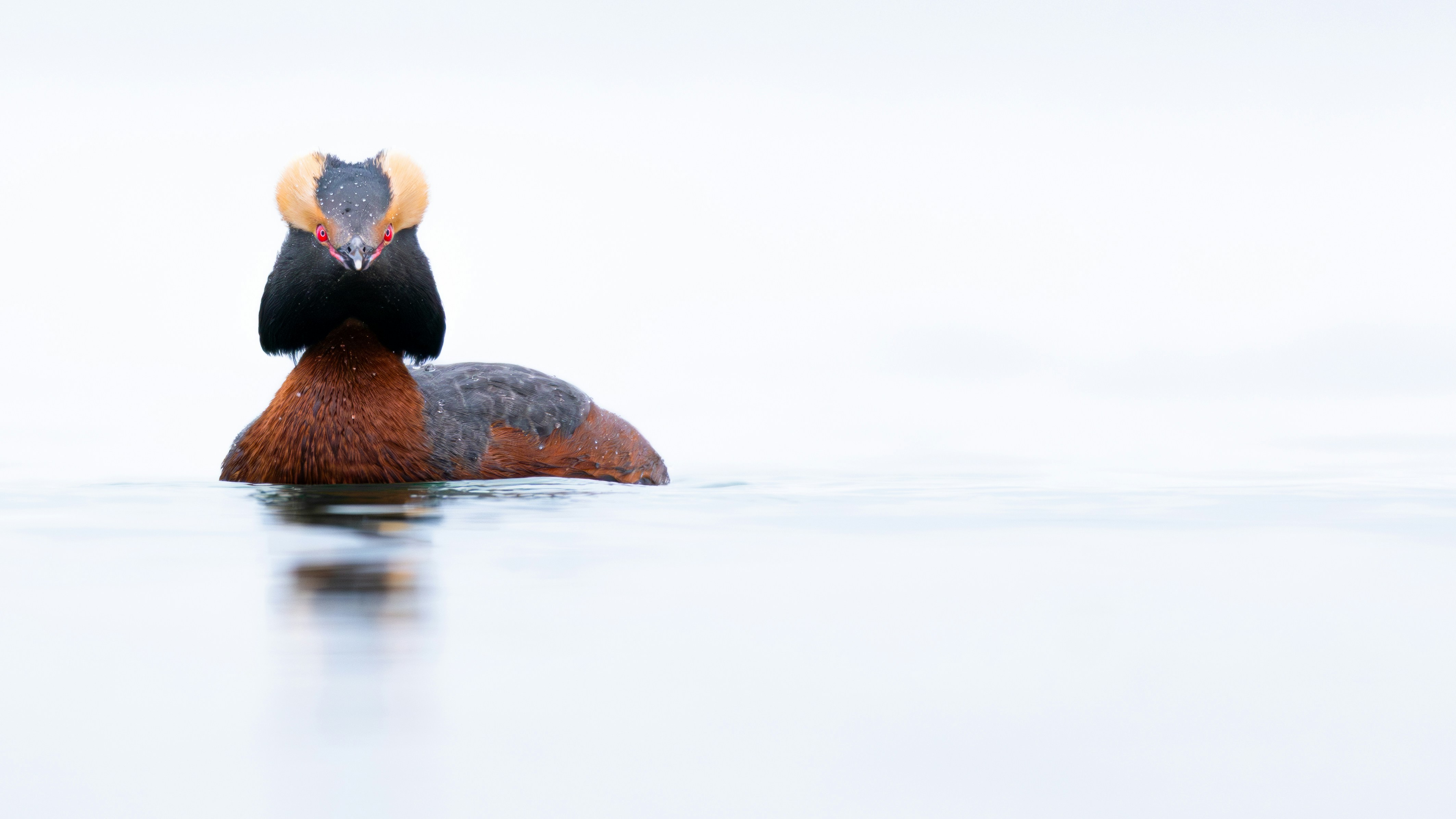 Ein Horntaucher mit gold-orangefarbenen Kämmen schwimmt im Wasser.