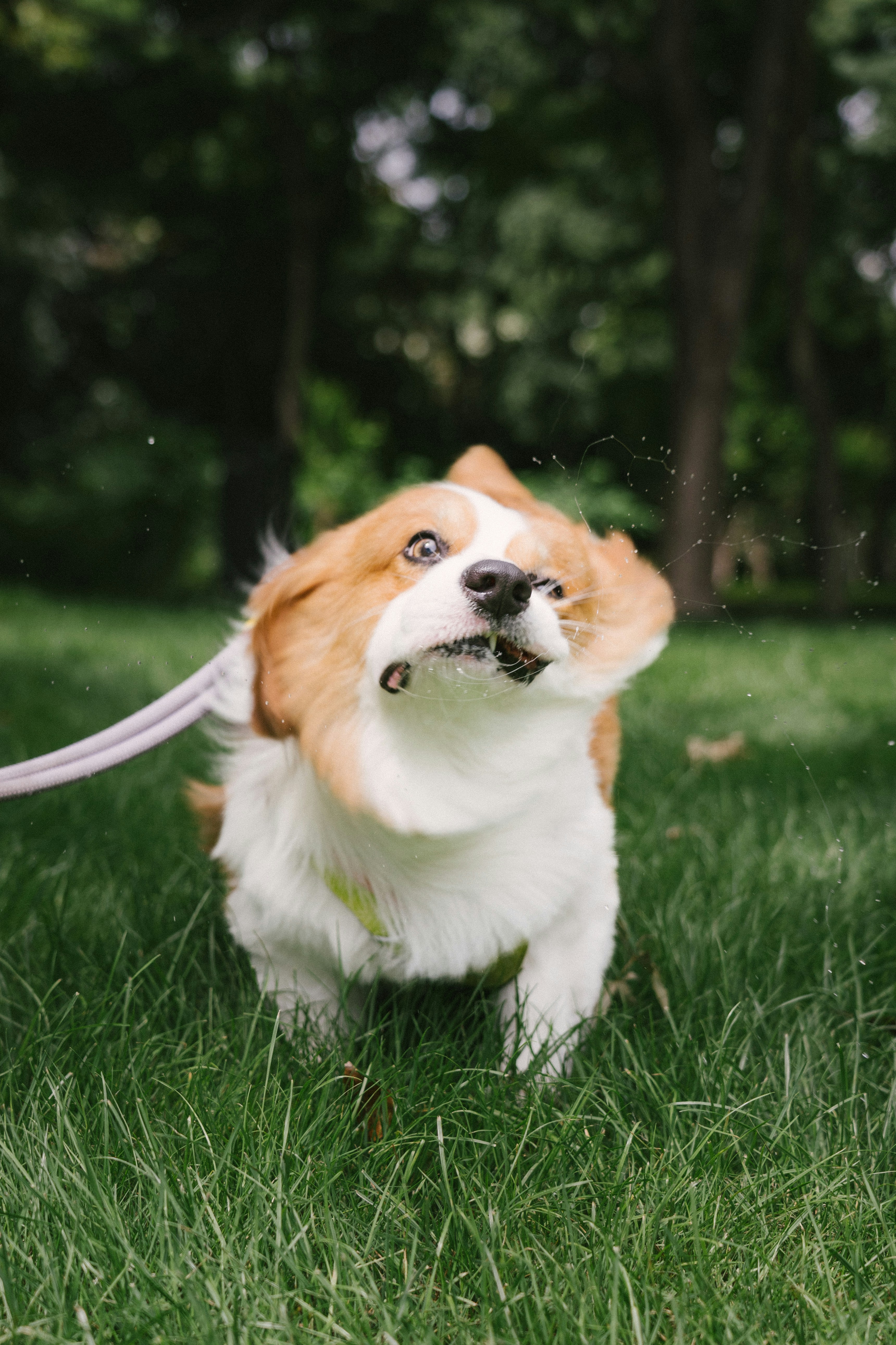 Un corgi negando con la cabeza mientras vuelan gotas de agua.