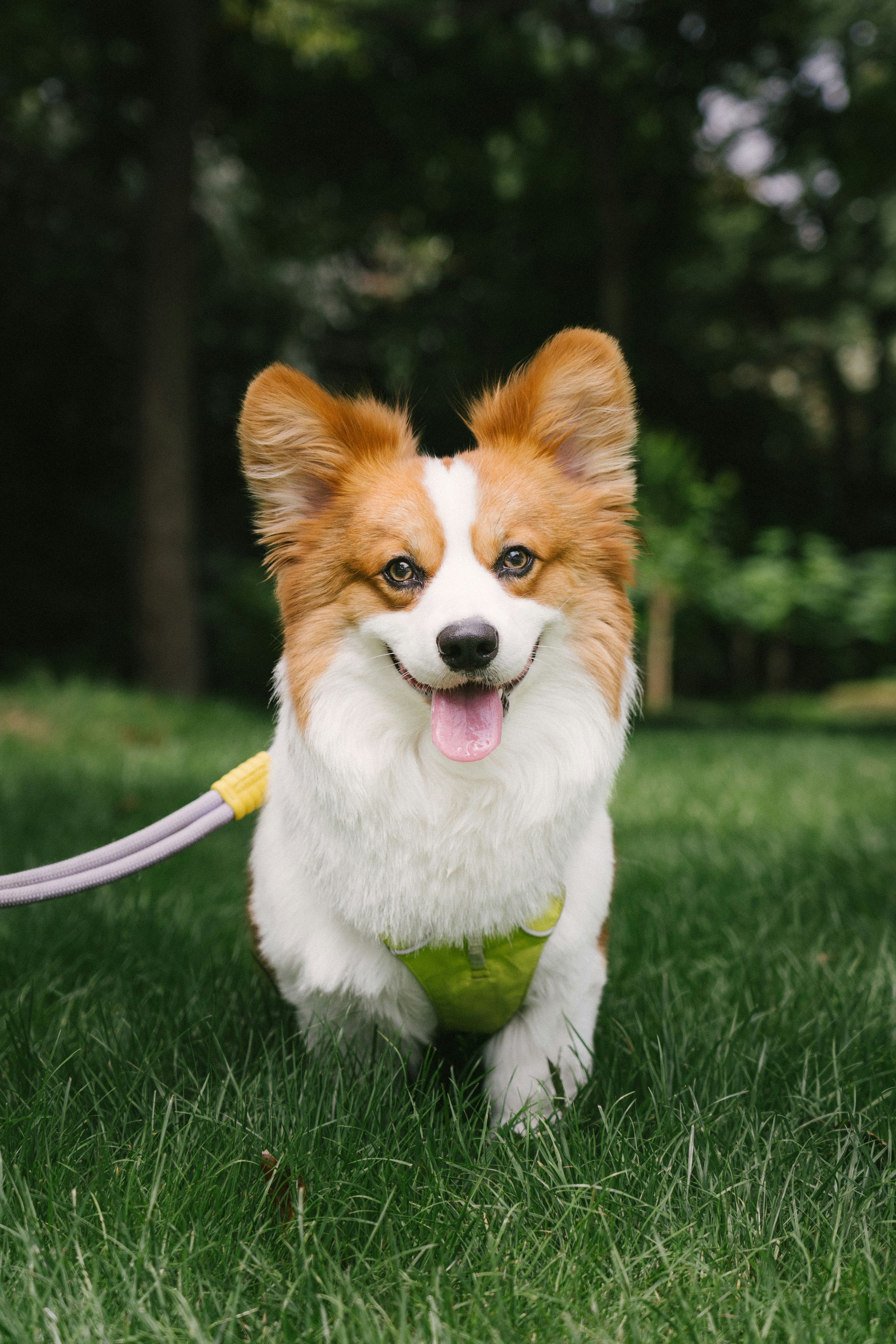 Perro corgi sonriente sobre césped verde con correa.