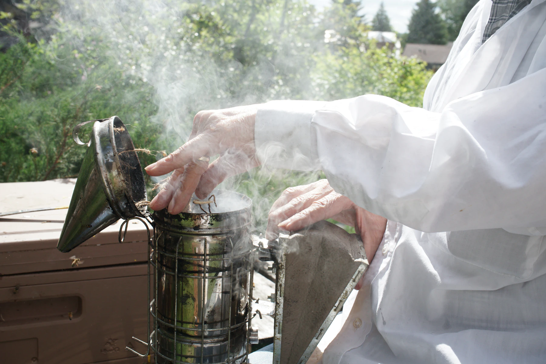 Hands holding a stainless steel bee smoker with bellows on top of a hive, white smoke rising from it