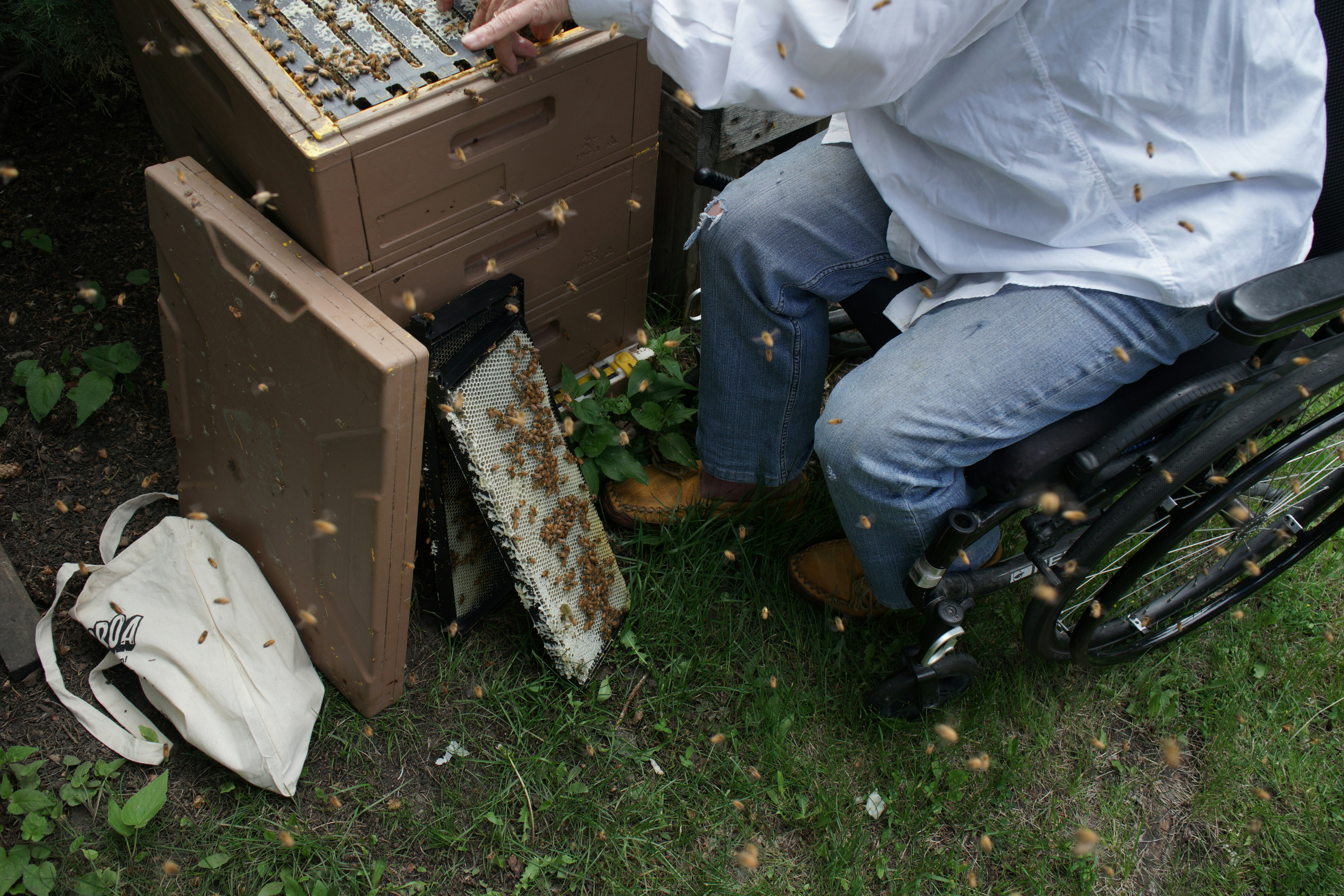 A person in a wheelchair tending an active beehive.