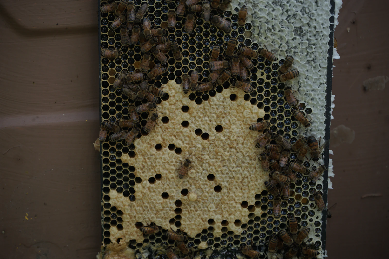 Abeilles sur un rayon de miel