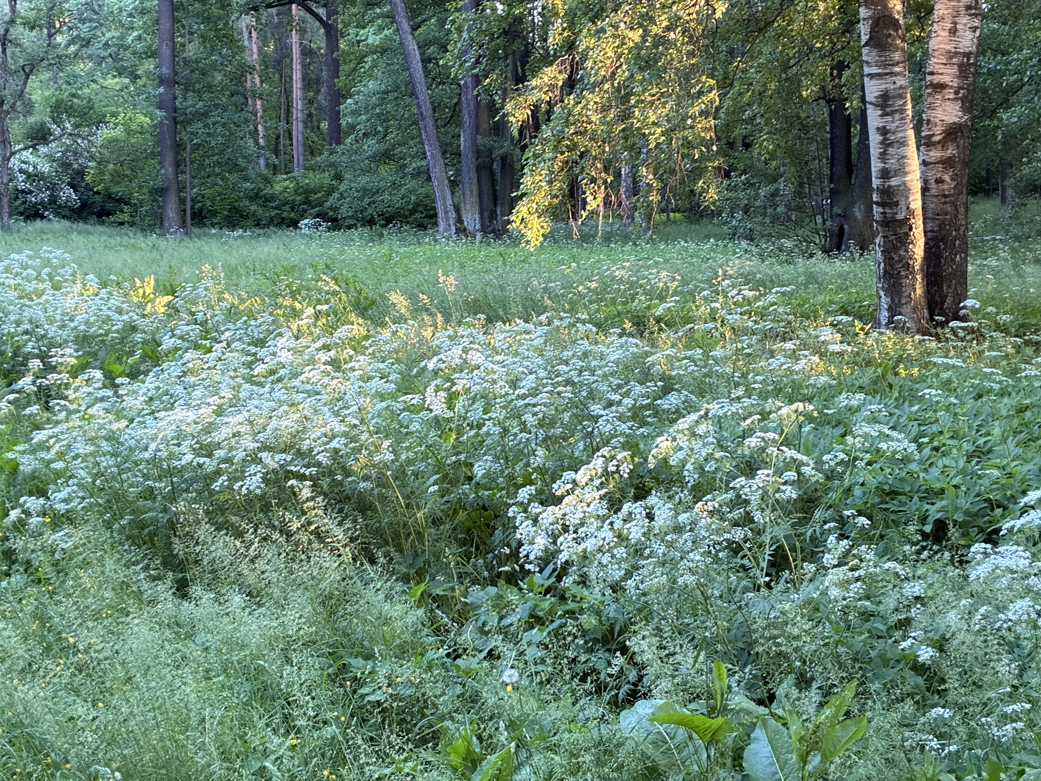 Waldkante bei Morgenlicht