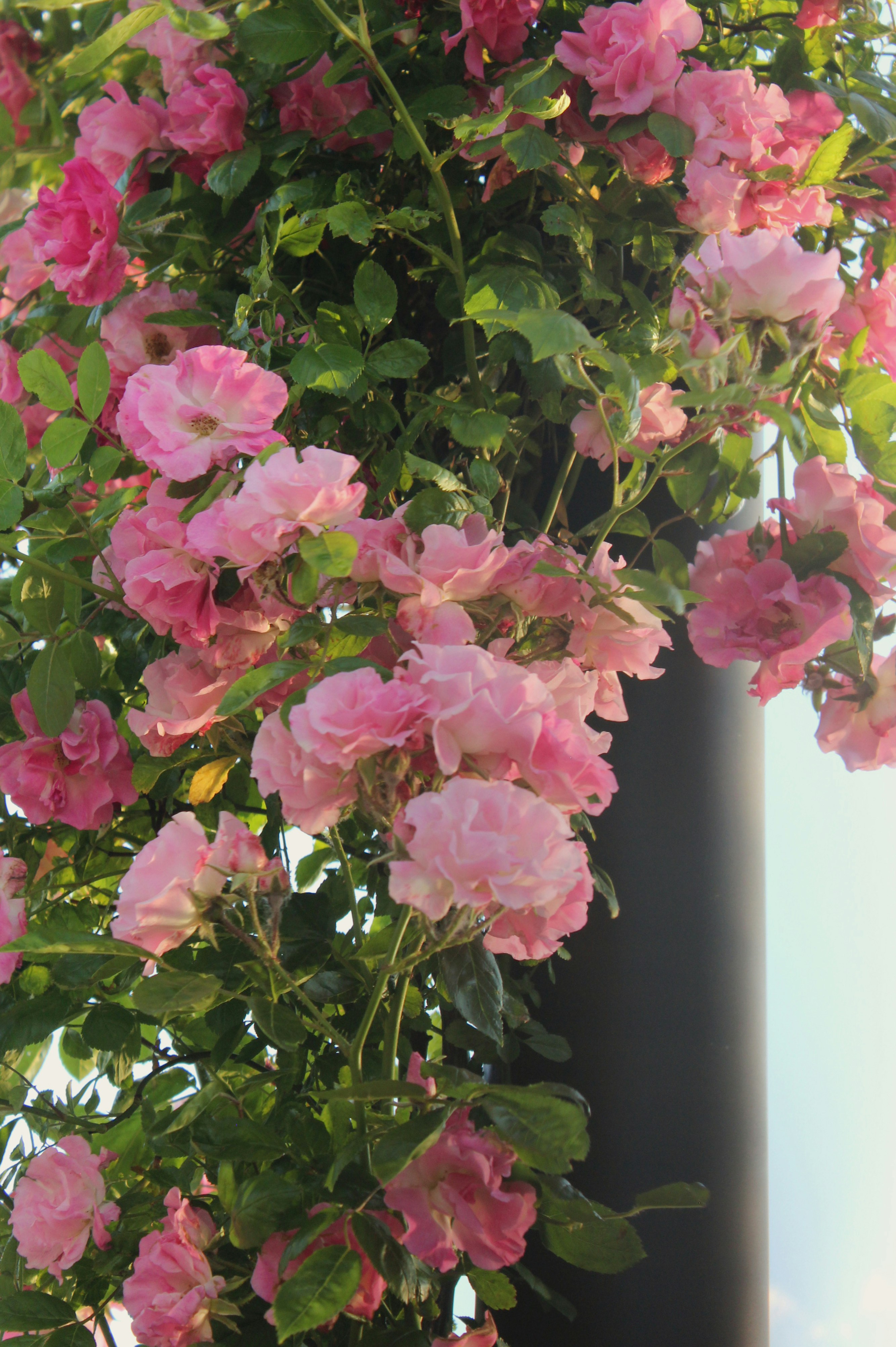 Rosas trepadeiras cor-de-rosa florescem lindamente em um poste escuro.