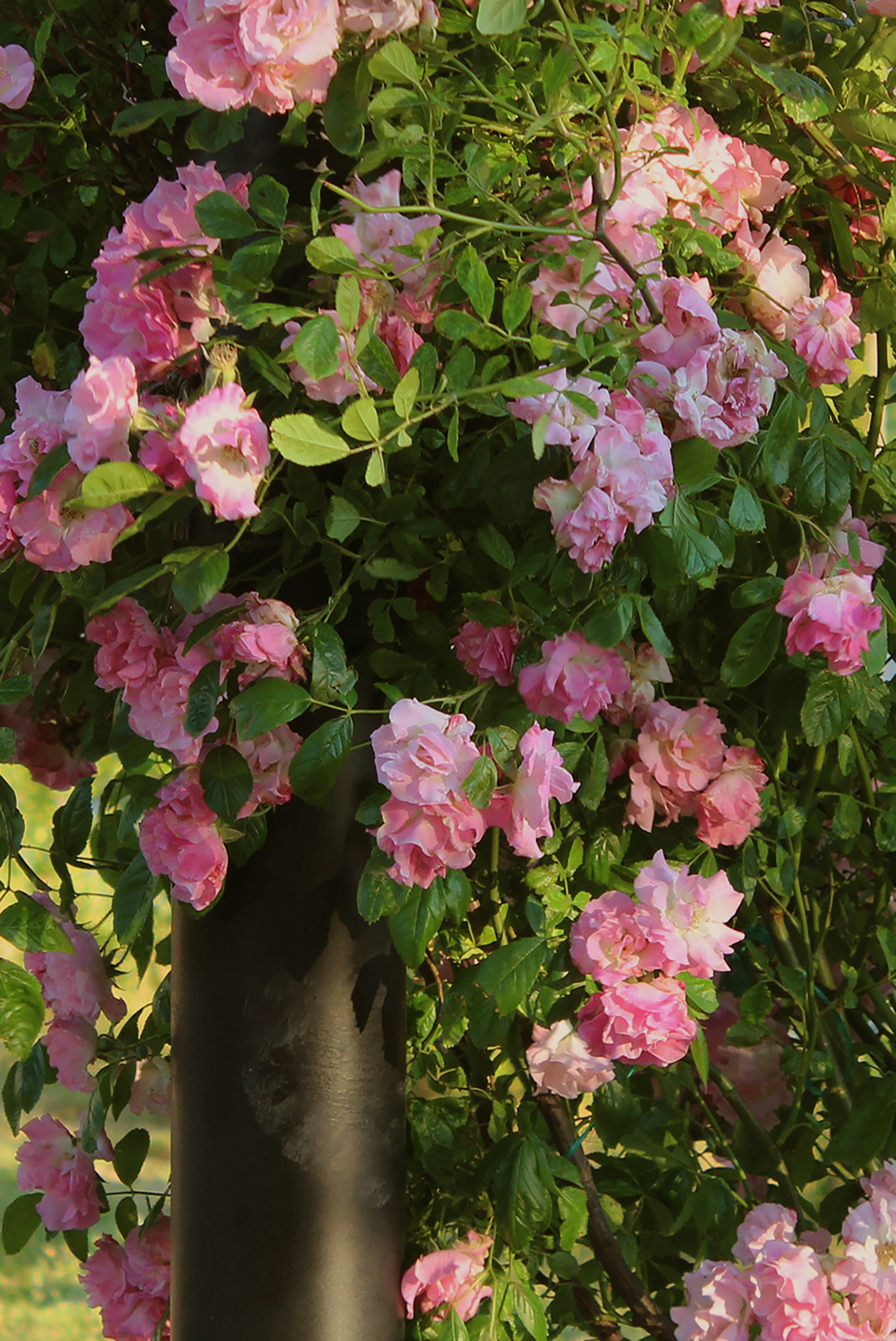 Rosas vibrantes de rosa subindo por um poste escuro em um jardim.