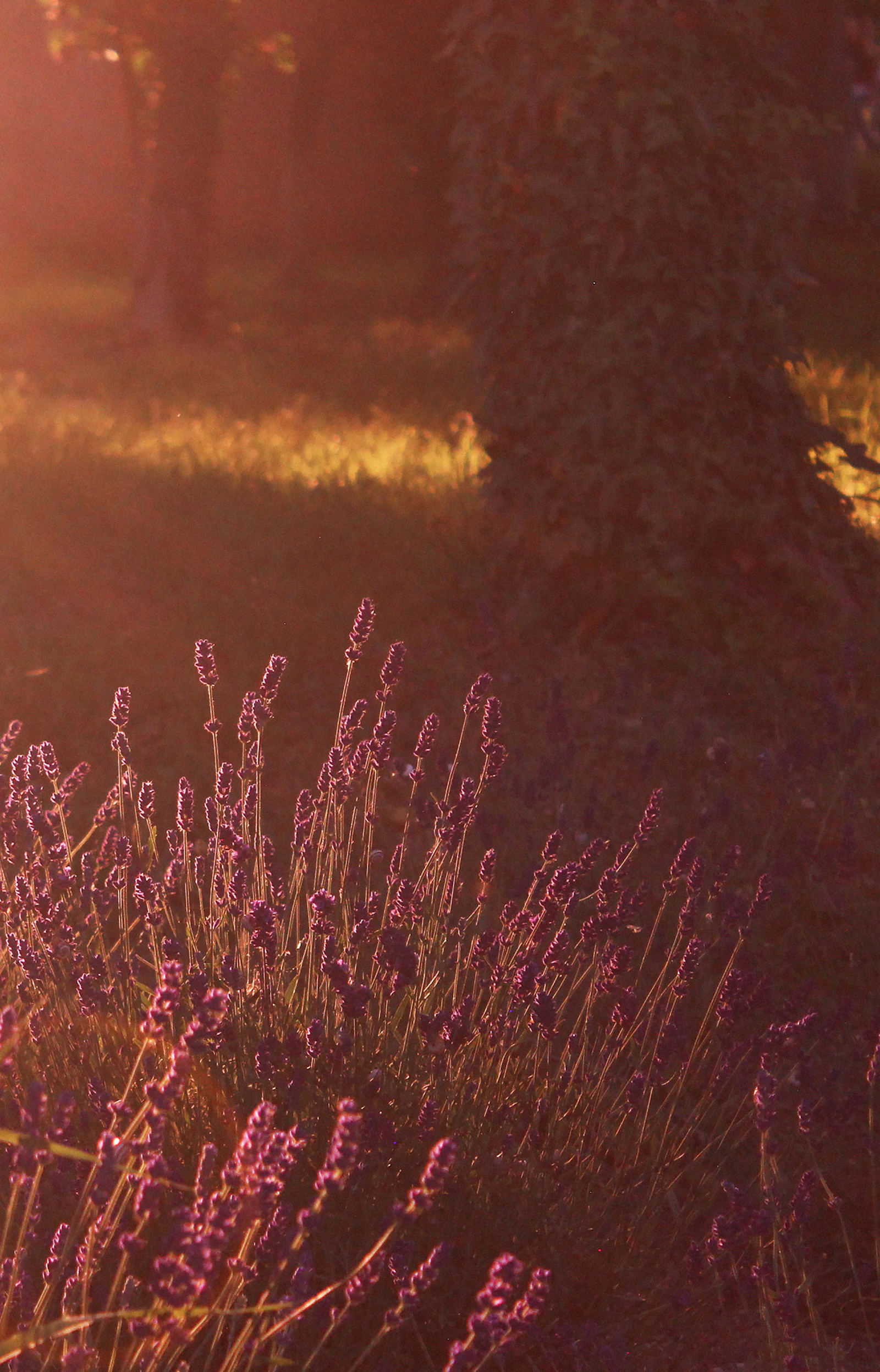 Soft evening light over a garden, with lavender in the foreground.