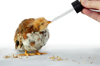 A hand uses a dropper to feed a small chick