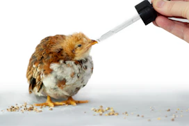 A hand uses a dropper to feed a small chick
