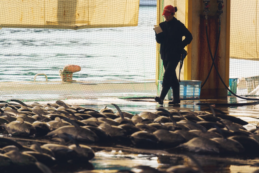 A worker walks among fish on a fishing vessel.