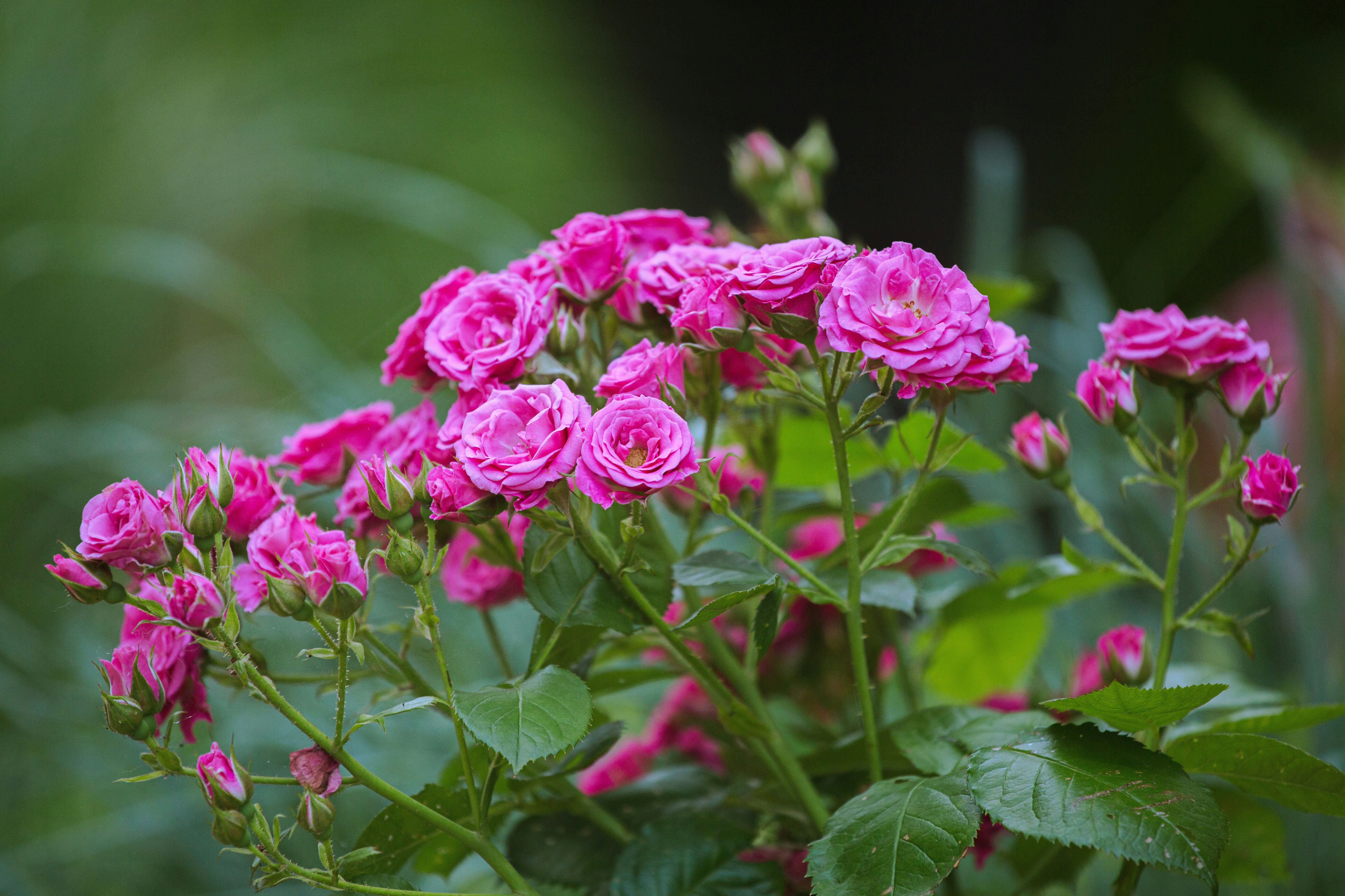Photo by lisoglazka