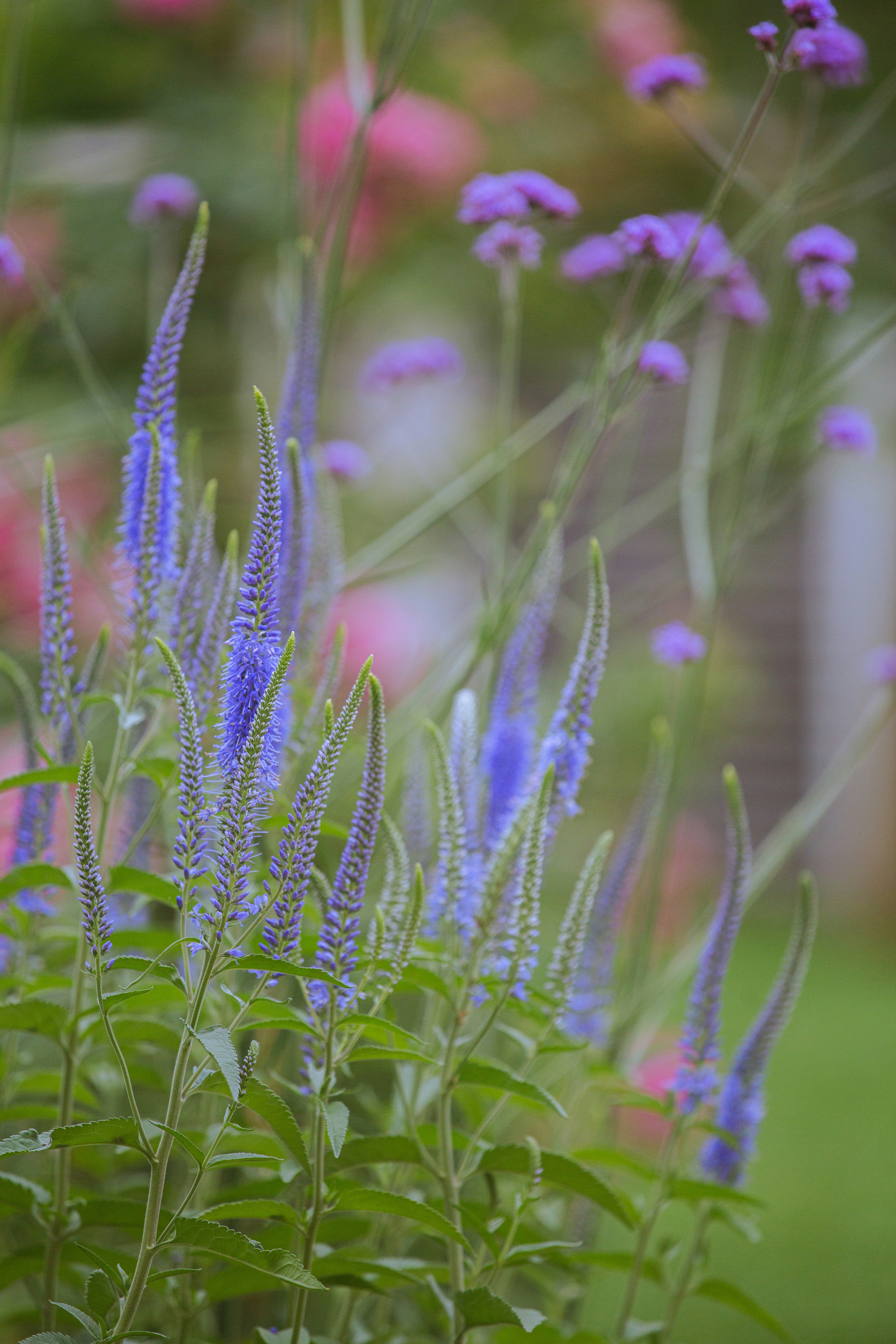 Tall blue-purple spiky flowers bloom in a vibrant garden