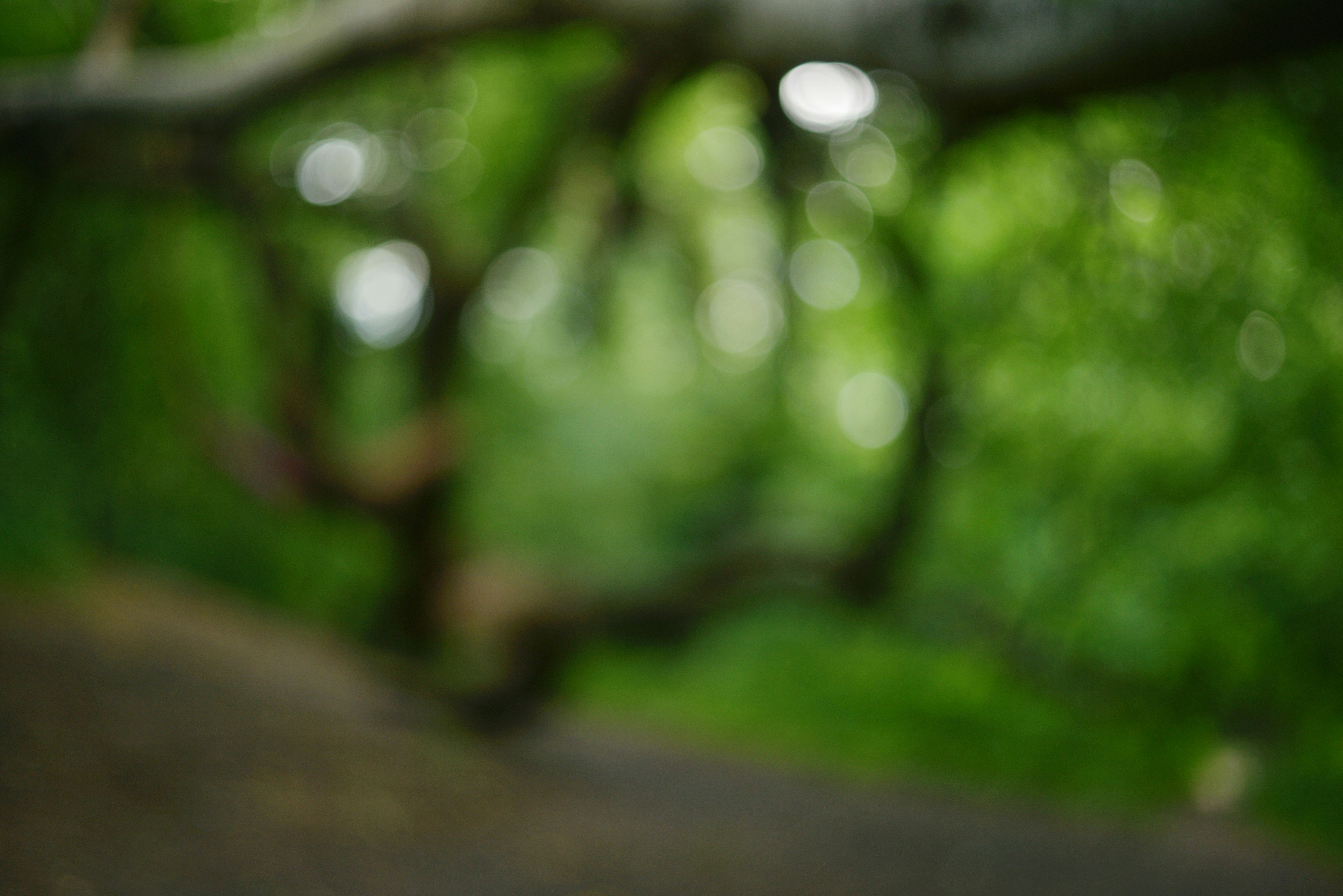 Blurred green foliage with abstract shapes and bokeh lights