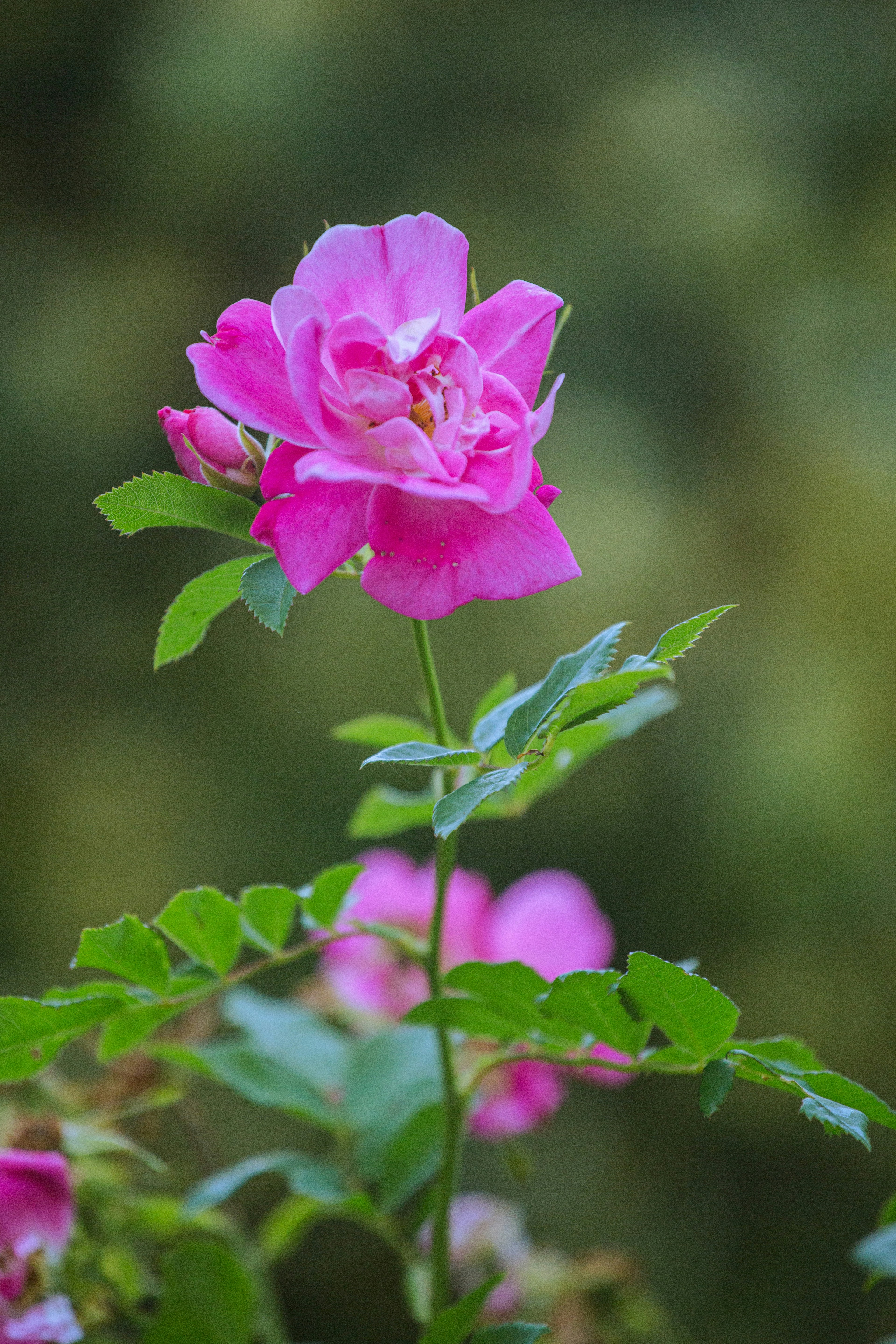 Photo by lisoglazka