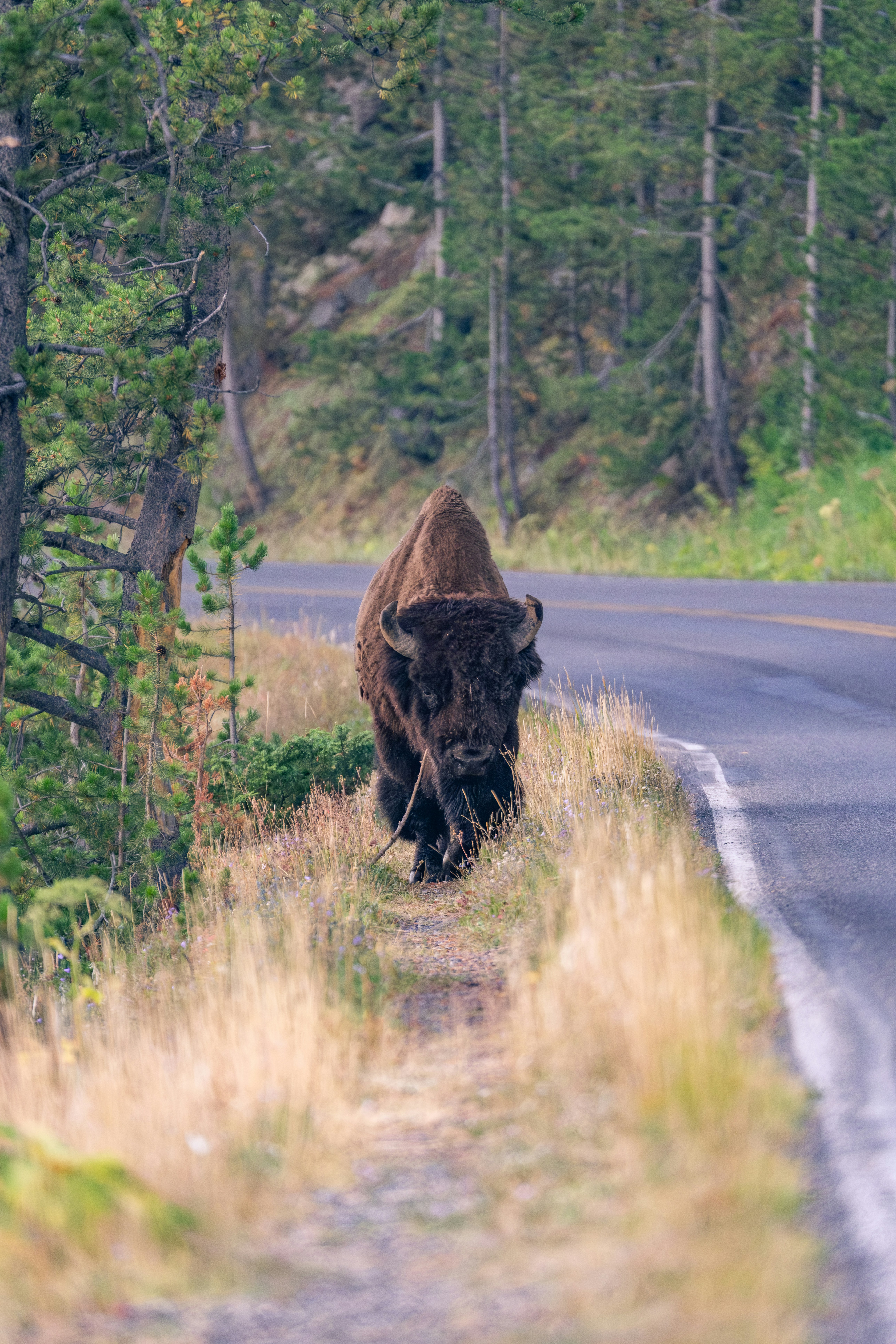 A bison walks on the grassy shoulder of a road.