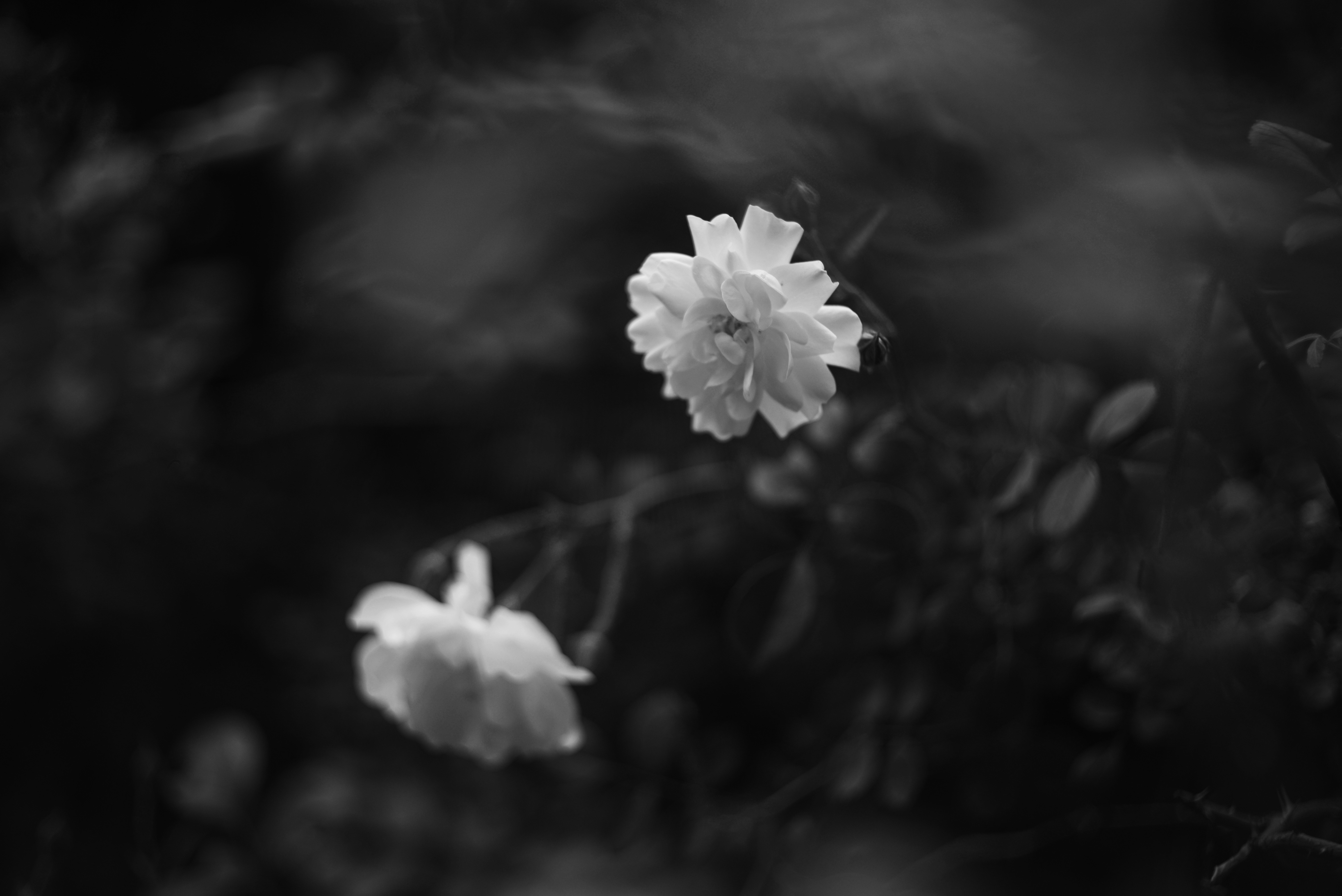 Two flowers in black and white against a dark background.