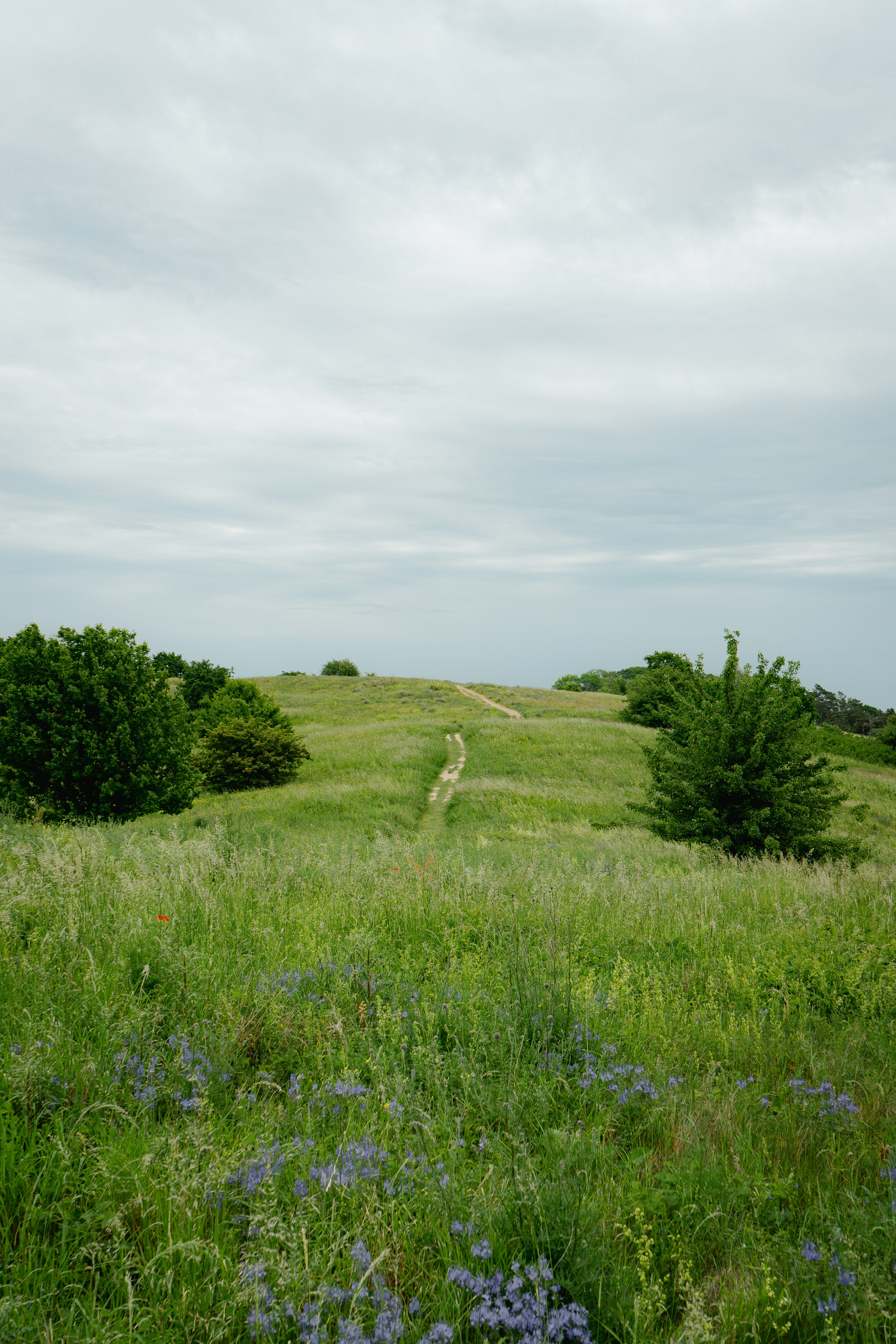 Winding path through a green grassy hill with wildflowers.