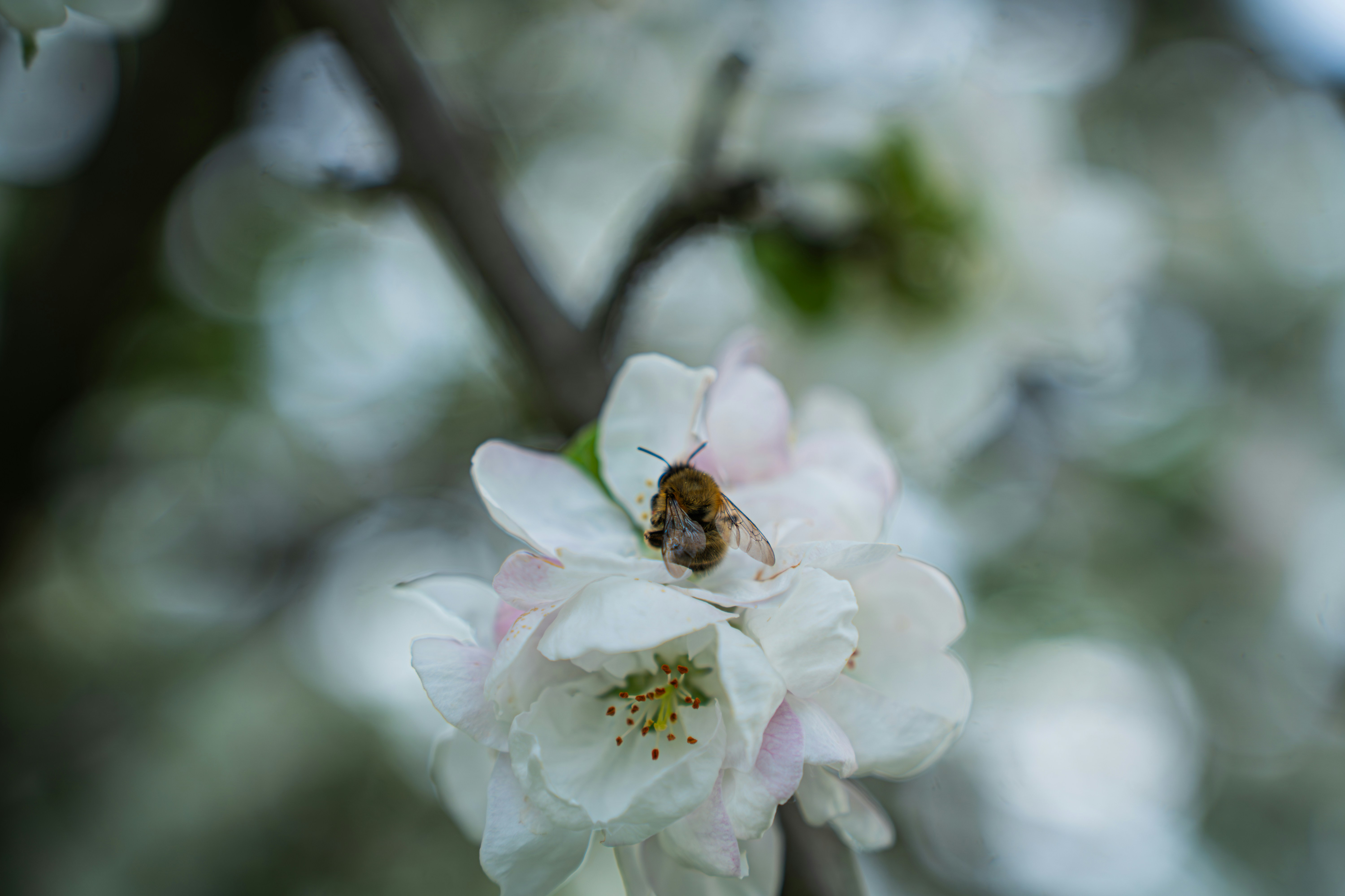 Photo by eizenkopp