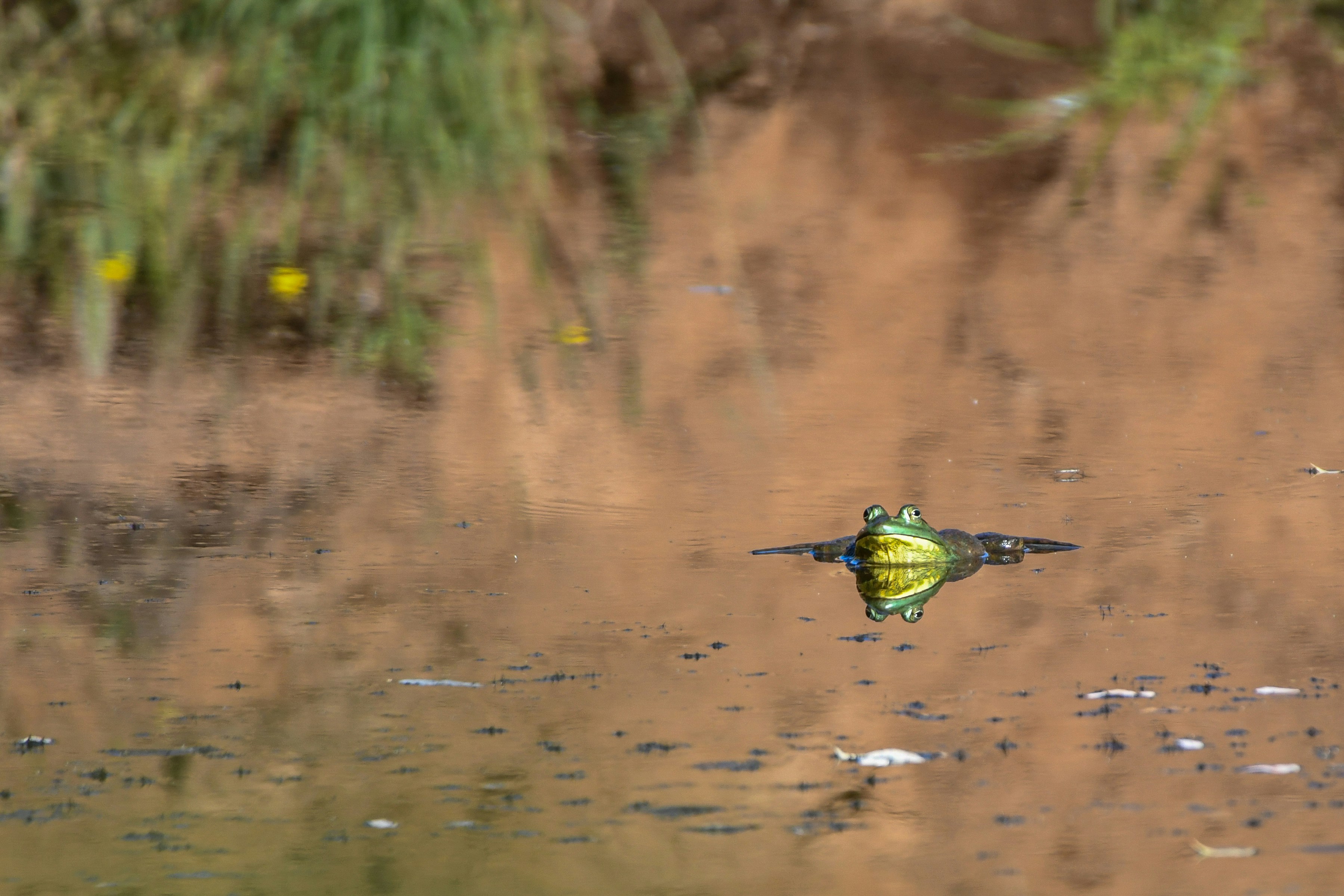 A green frog swims in calm water with reflections.