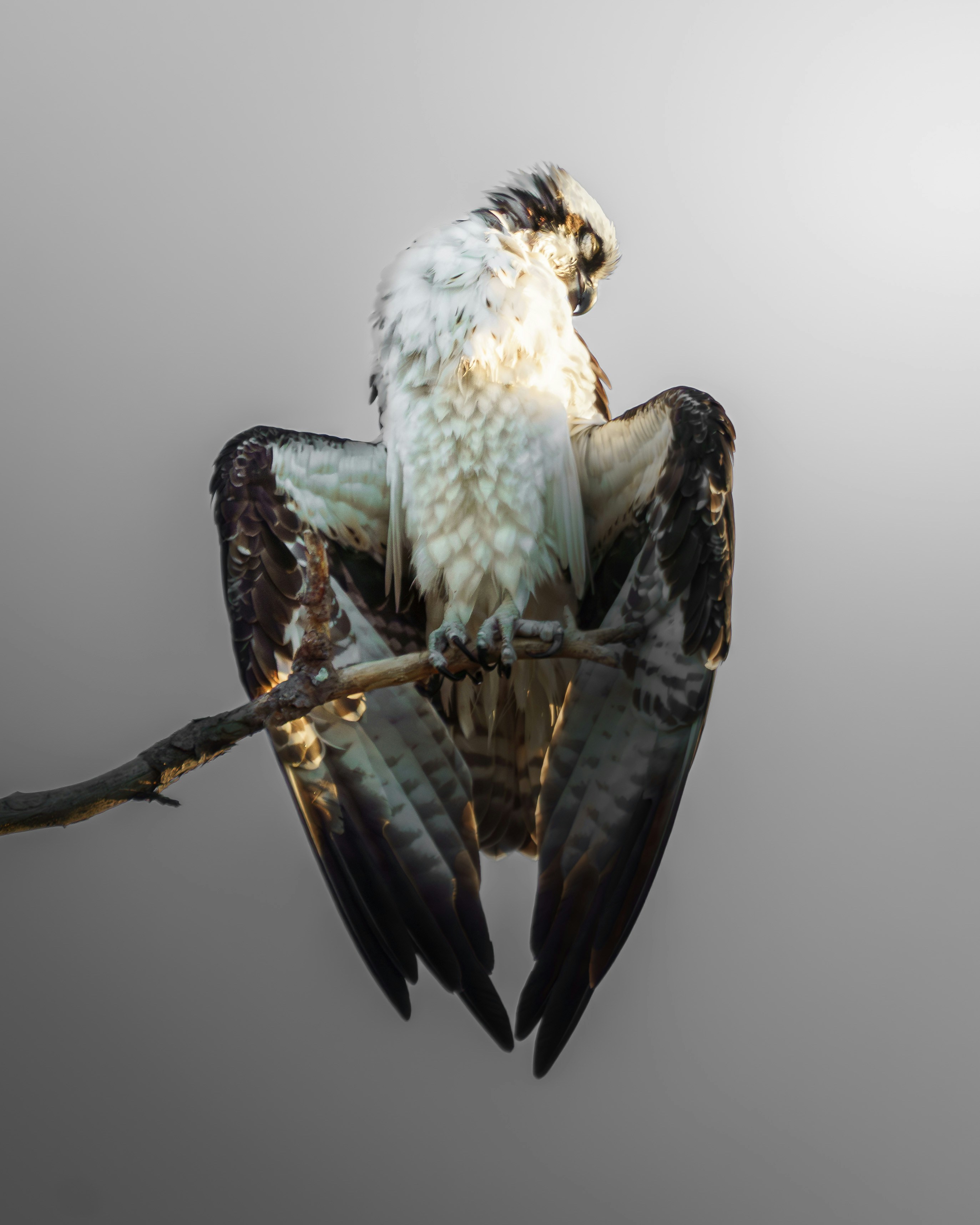 An osprey perches on a branch, preening its feathers.
