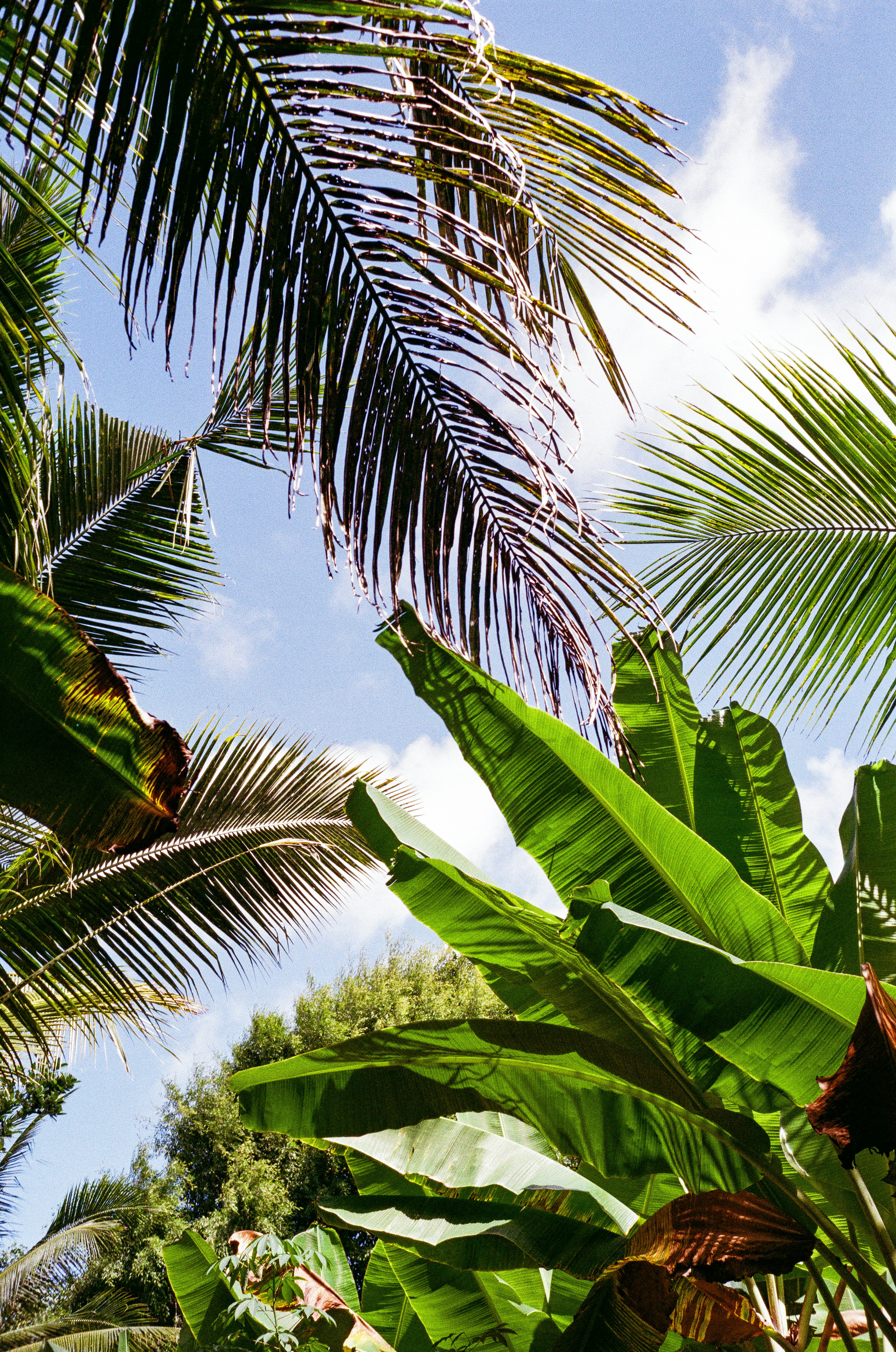 Lush tropical foliage against a bright blue sky
