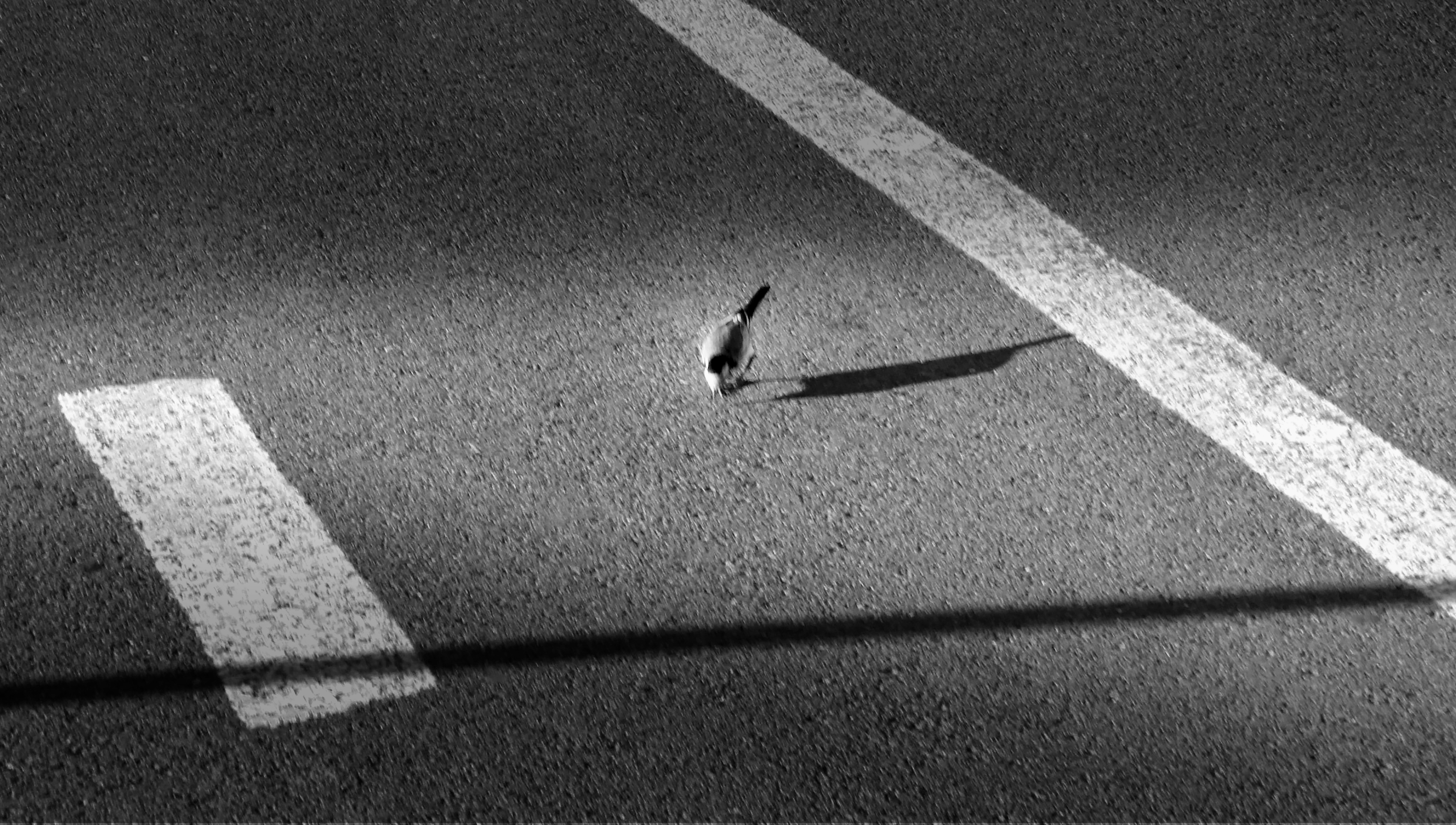 Um prego projeta uma longa sombra sobre uma estrada asfaltada.