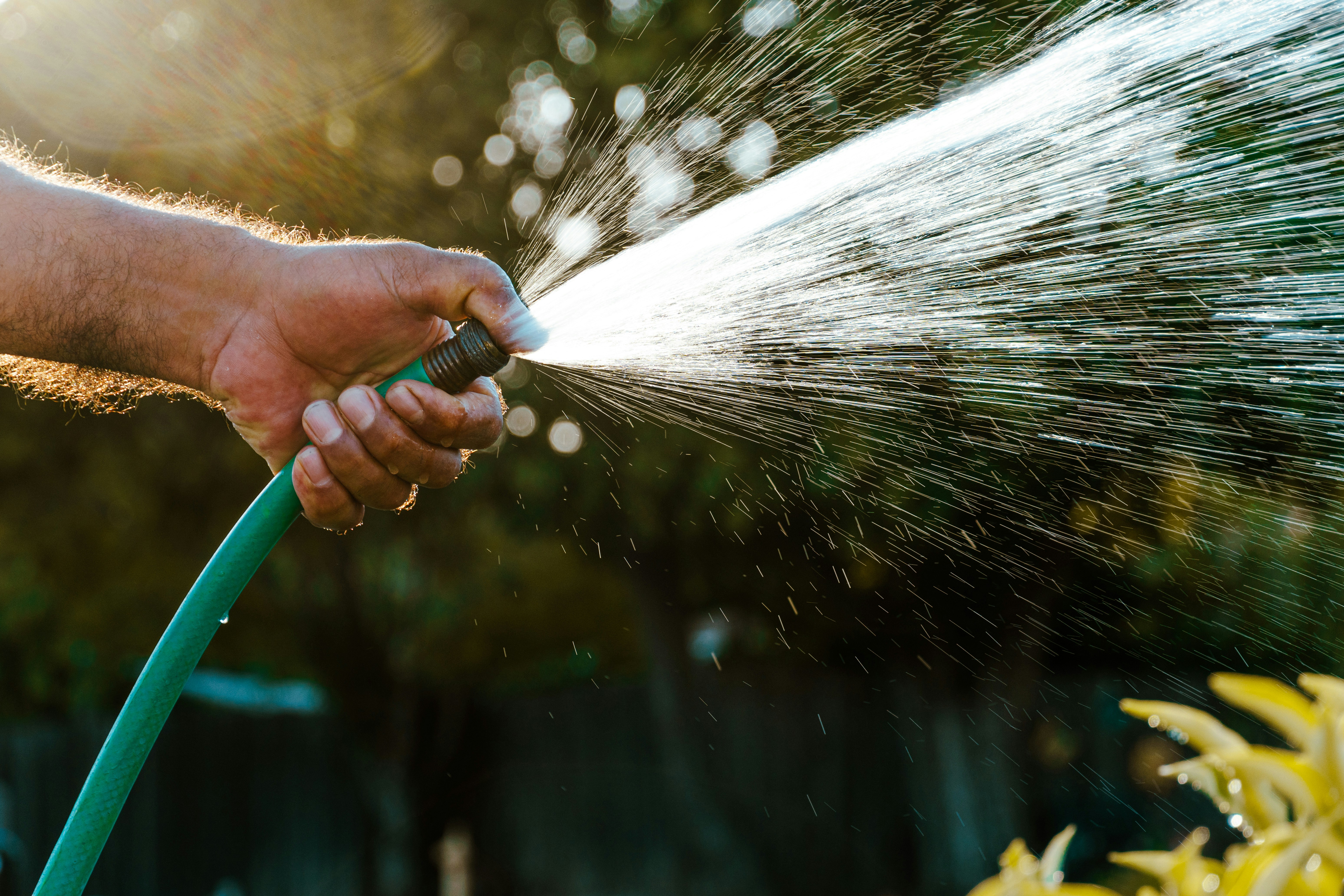 Homeowner using rainwater collection systems to water a backyard garden