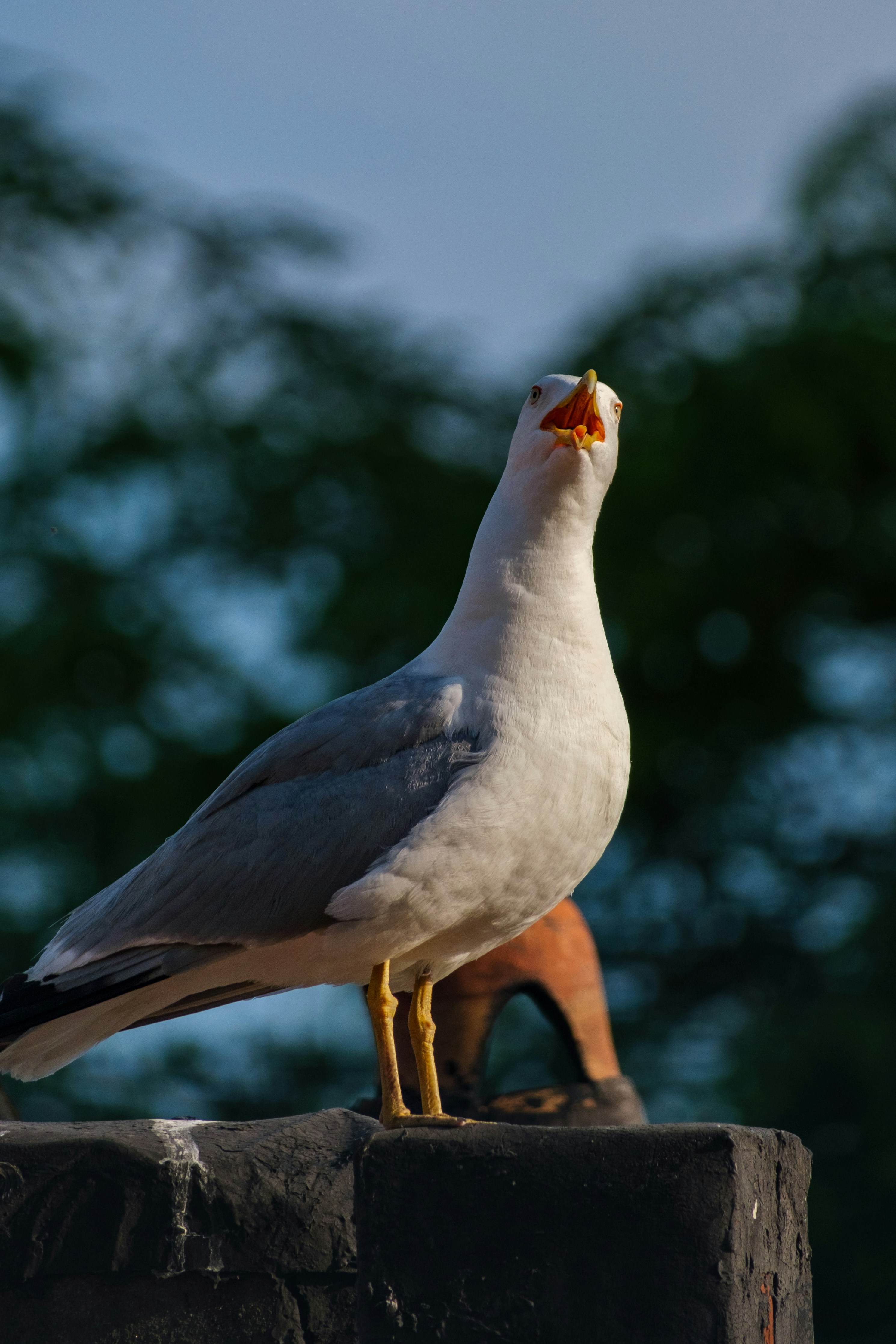 Photo by irfansimsar
