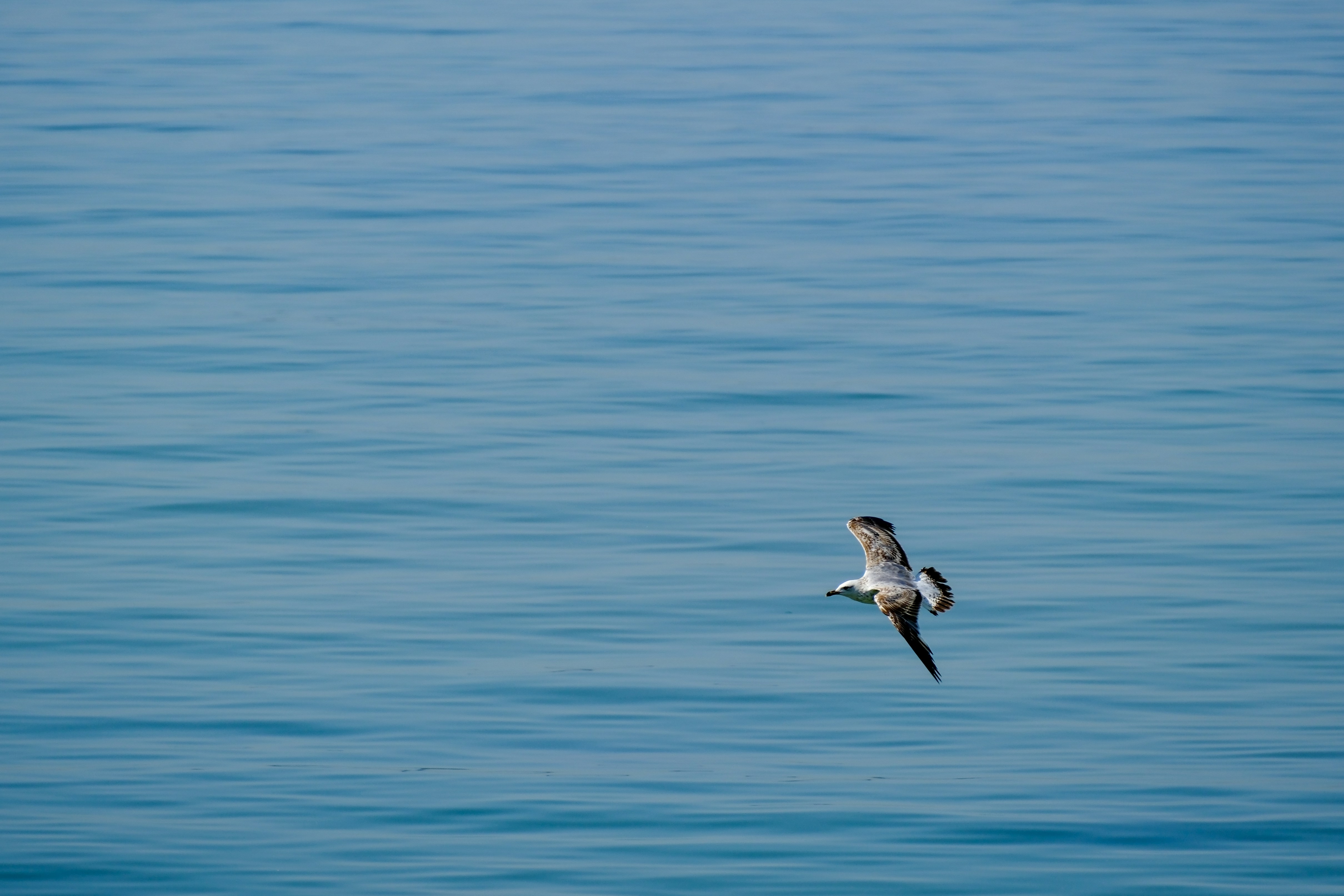 Photo by irfansimsar
