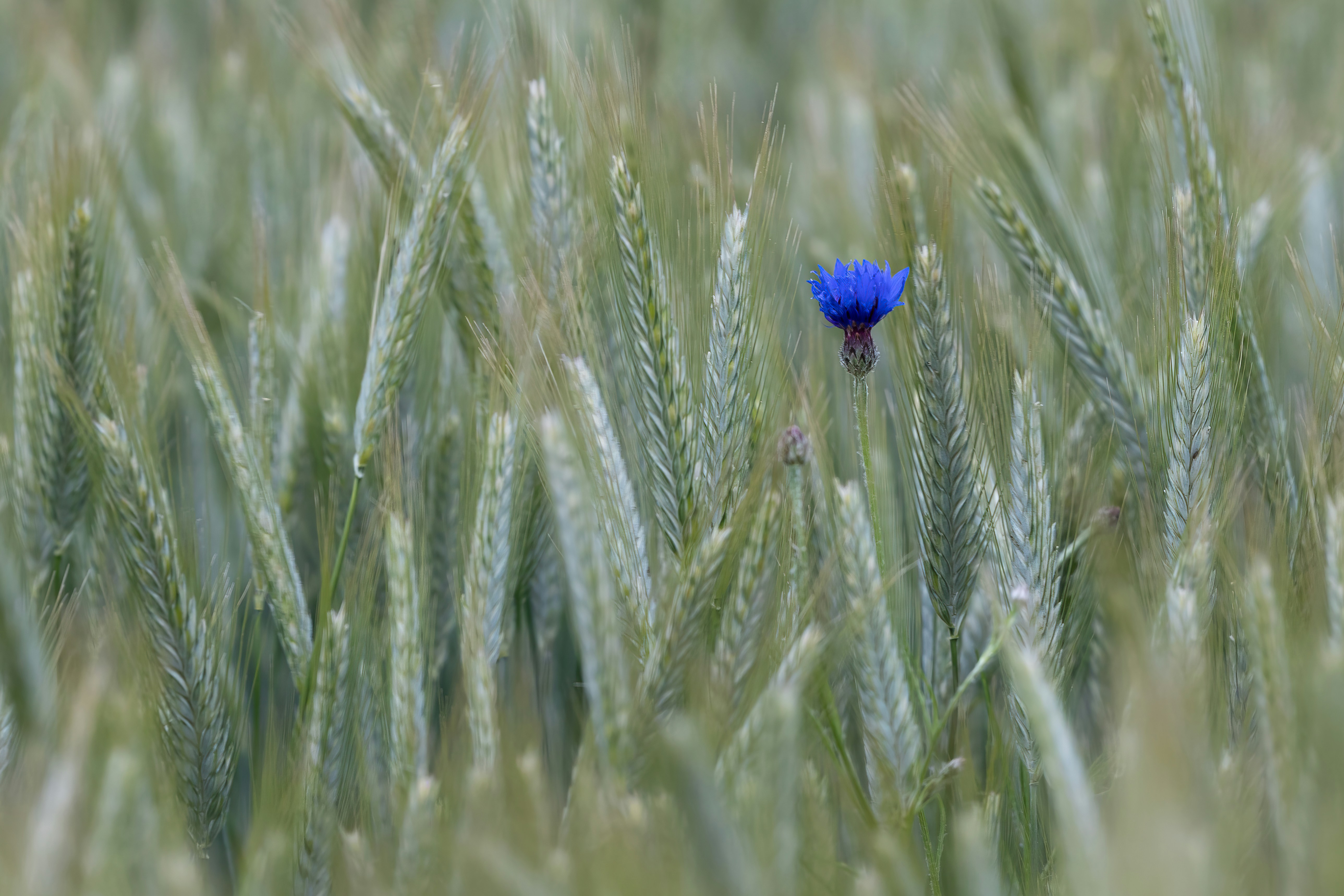 Blue cornflower growing in a lush green wheat field.