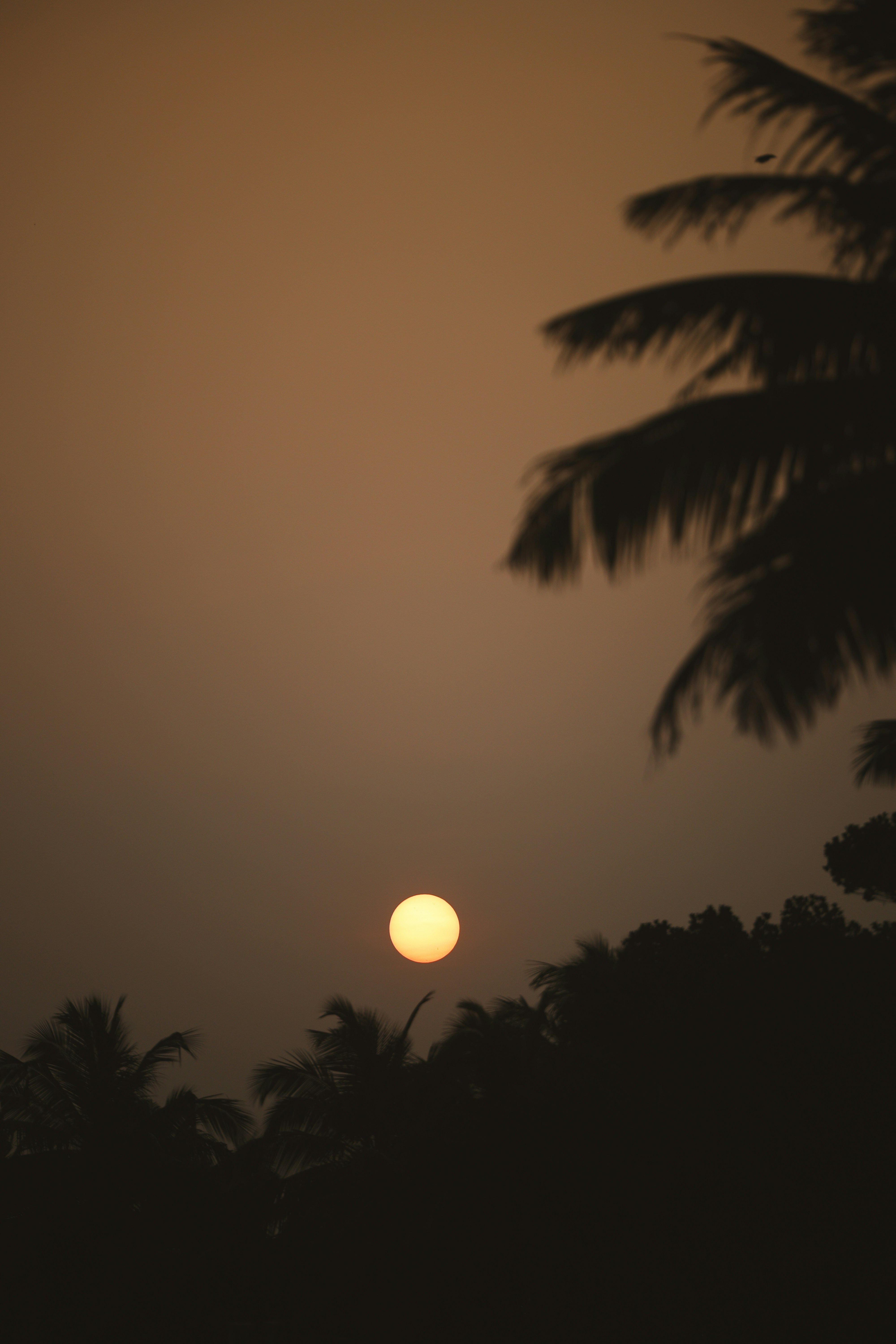 シルエットに映るヤシの木や葉の向こうに沈む黄金色の夕日。