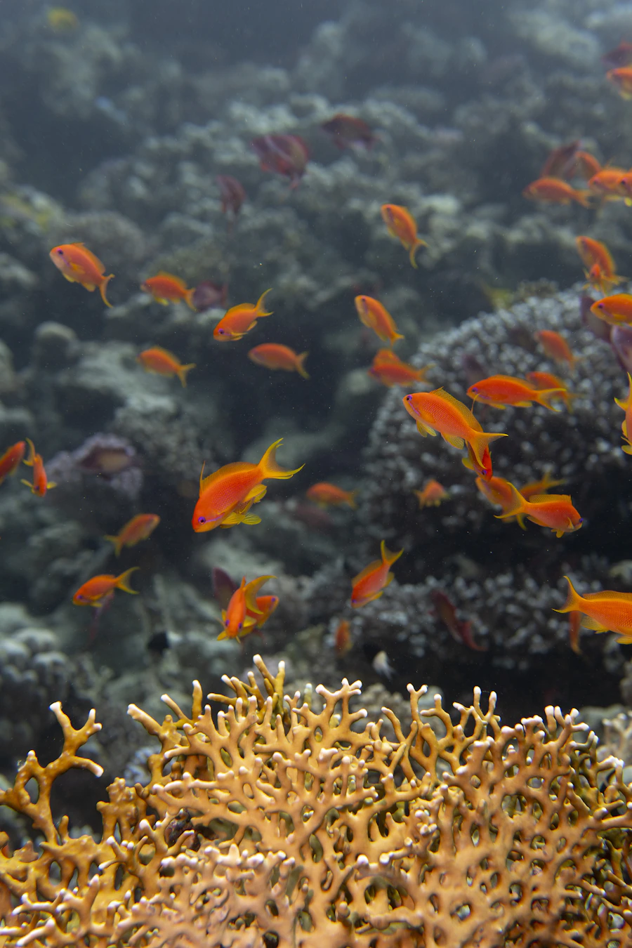 Red Sea coral reef and tropical fish