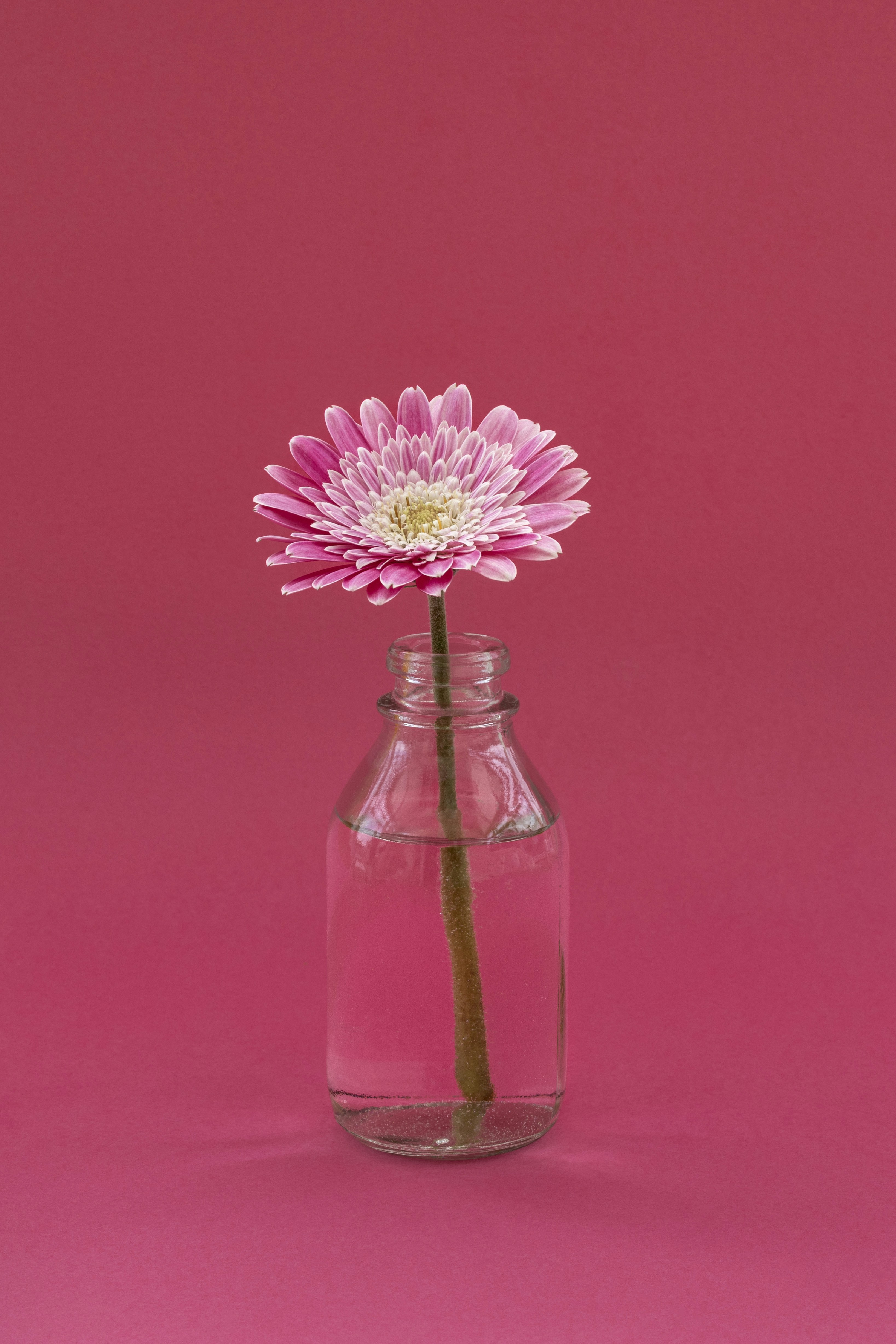 Bunga aster gerbera merah muda dalam botol kaca dengan latar belakang merah muda cerah.