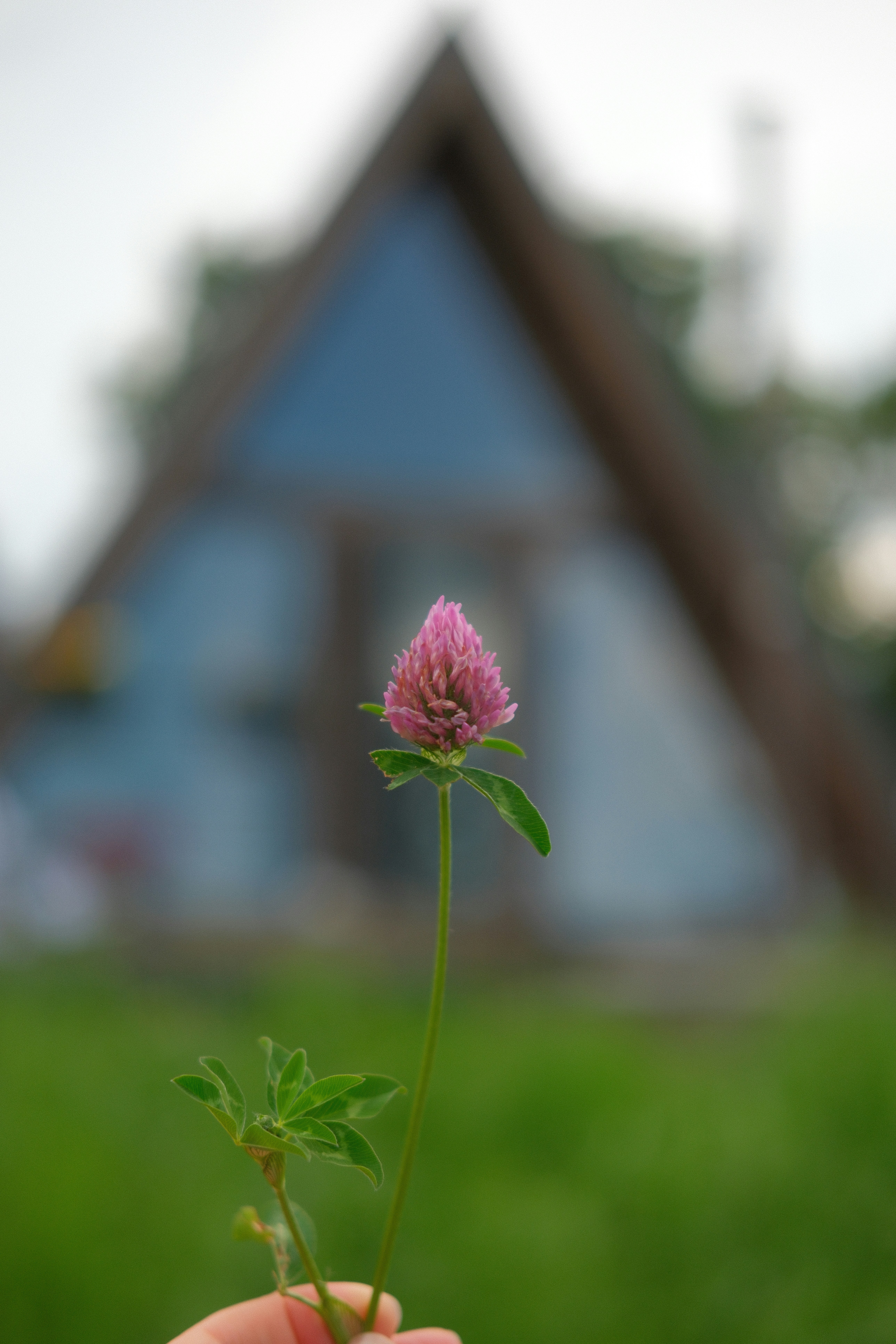 Hand holding pink clover flower before blurred a-frame house