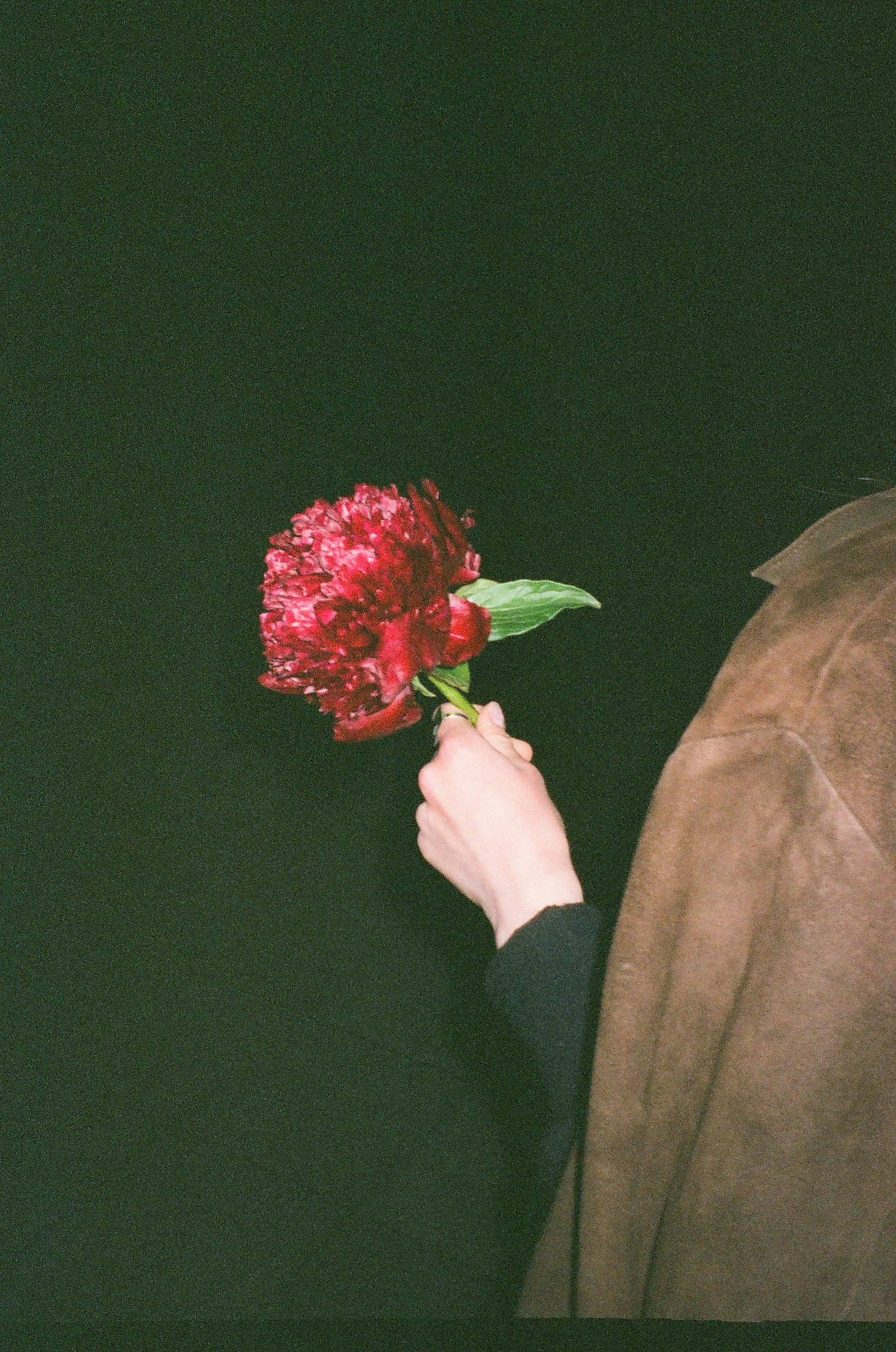 Hand holding a red peony against a black background.