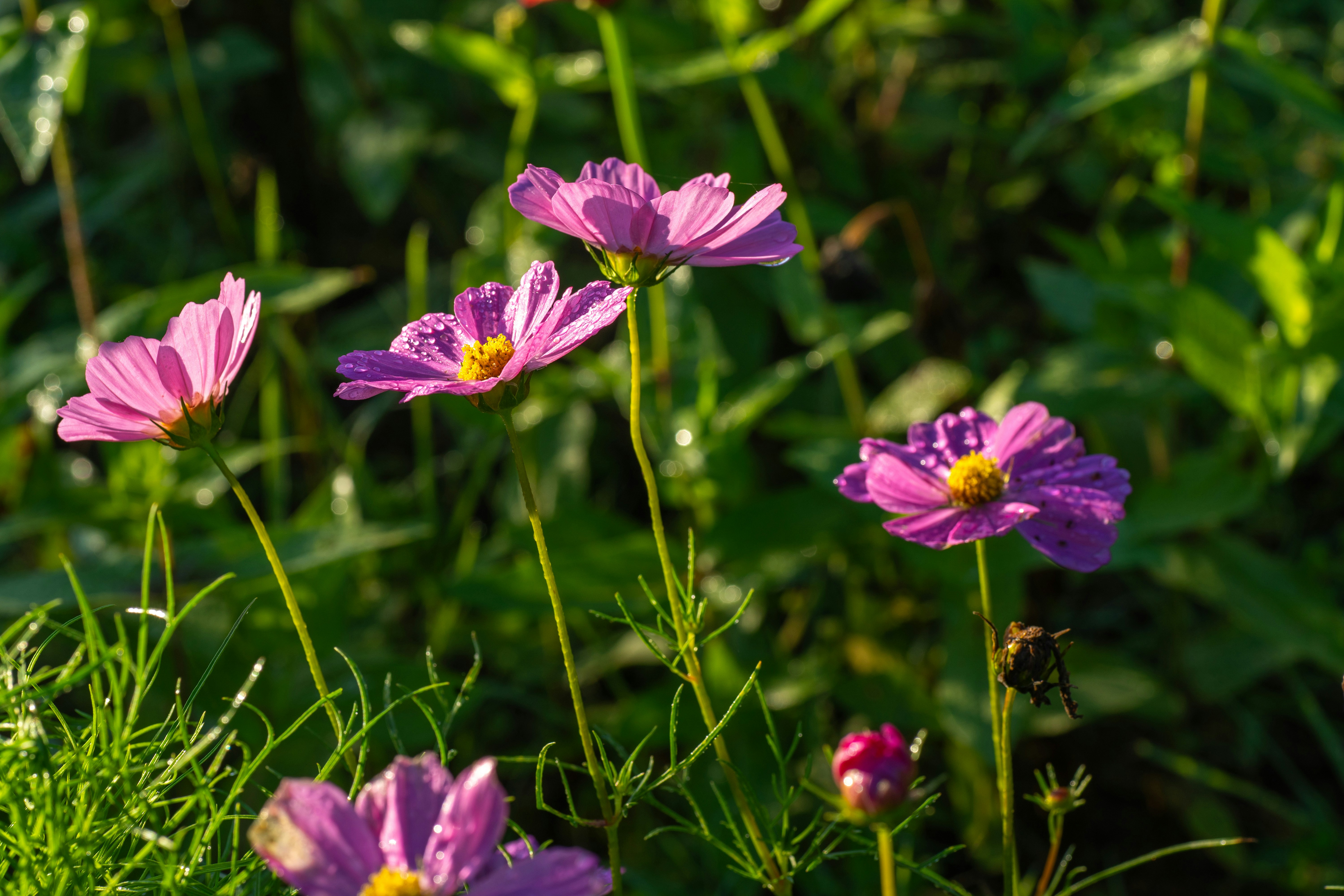 Photo by gchease
