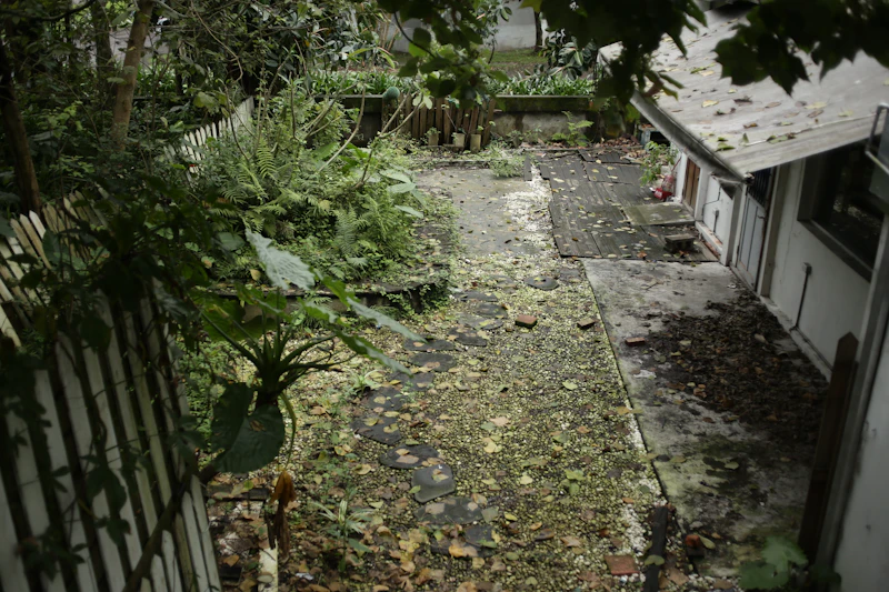 Overgrown side yard buried in leaf litter and volunteer growth