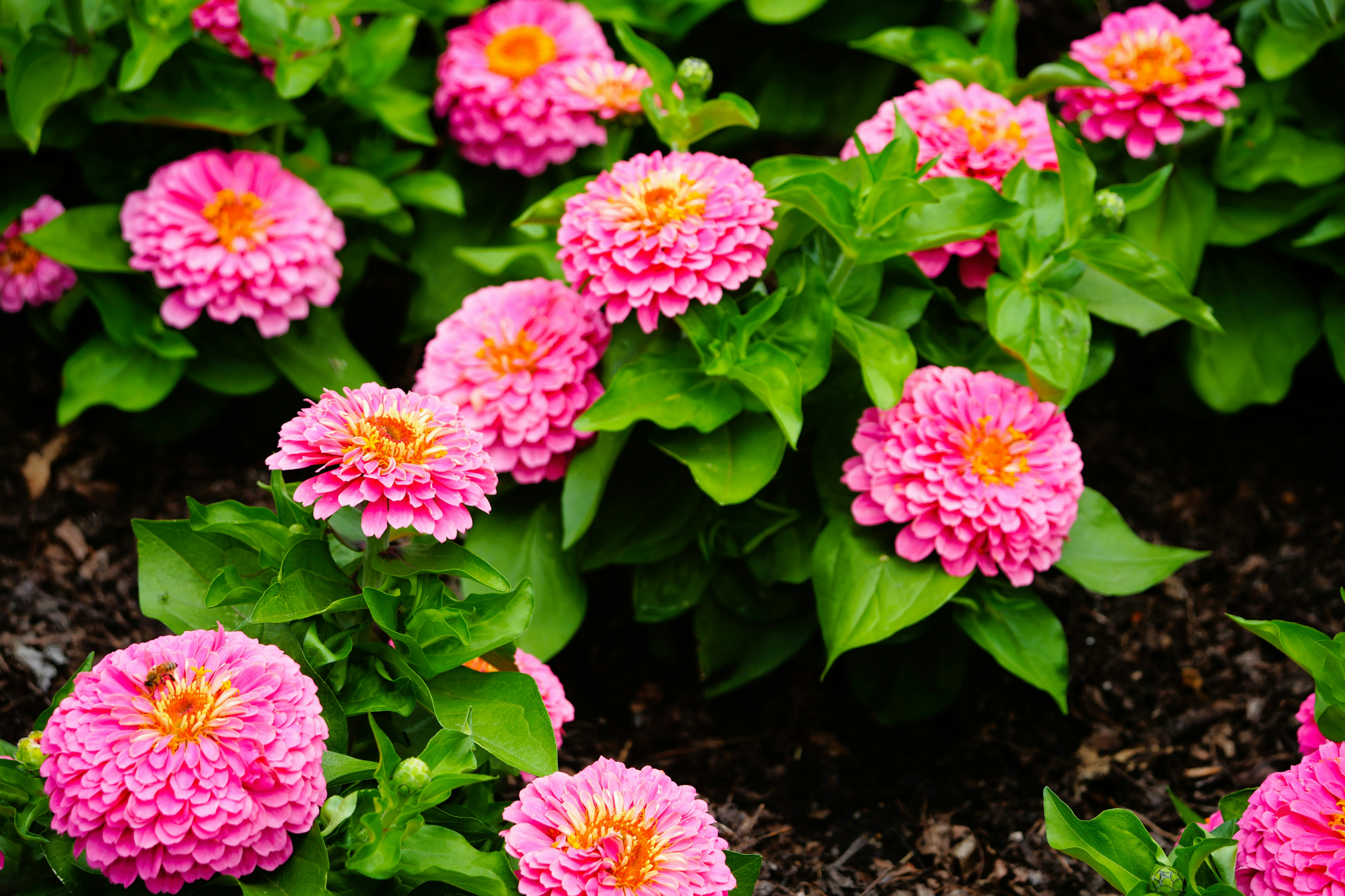 Many vibrant pink zinnia flowers blooming in a garden.