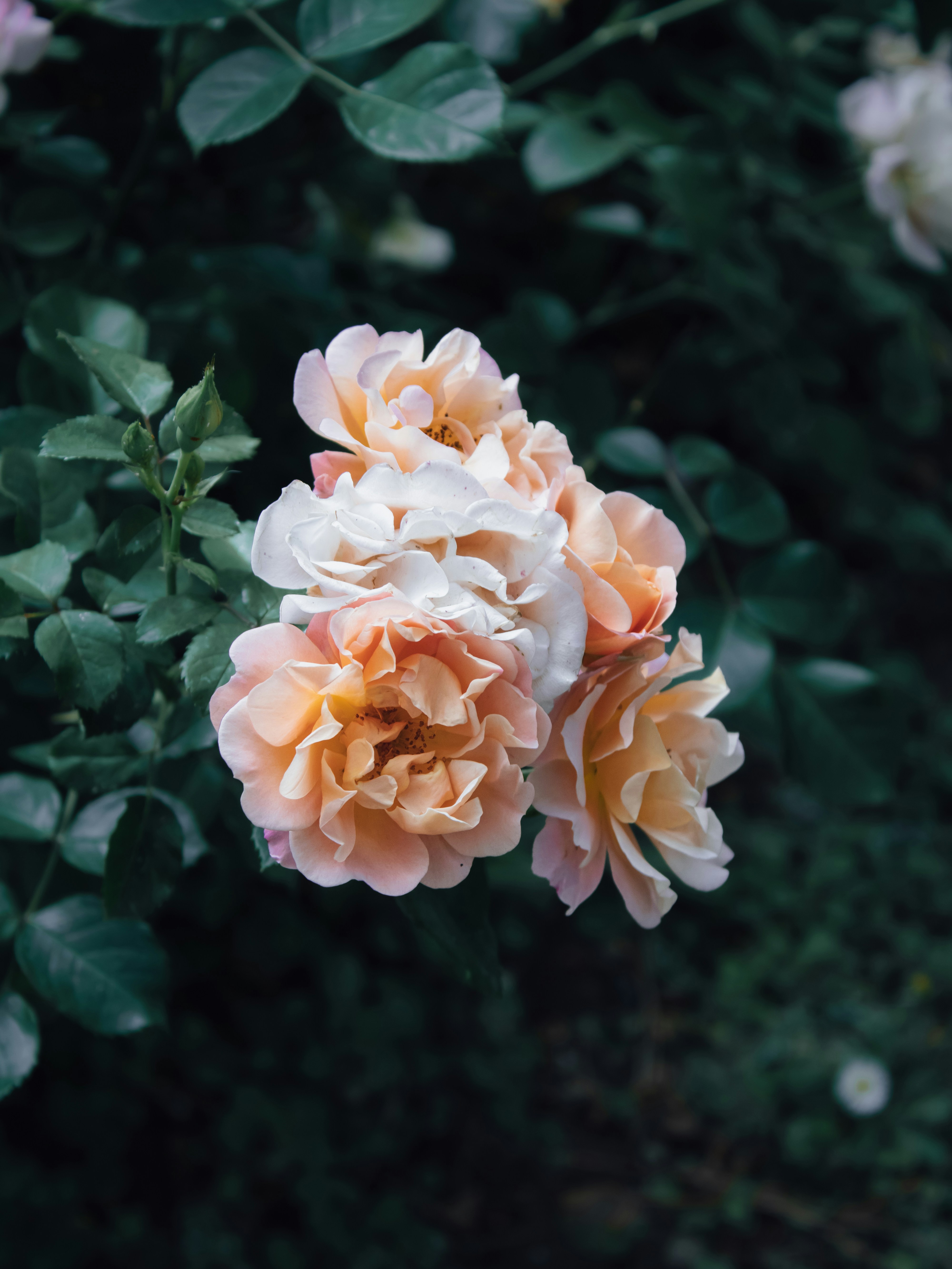 Photo by feyizogluilhanerce