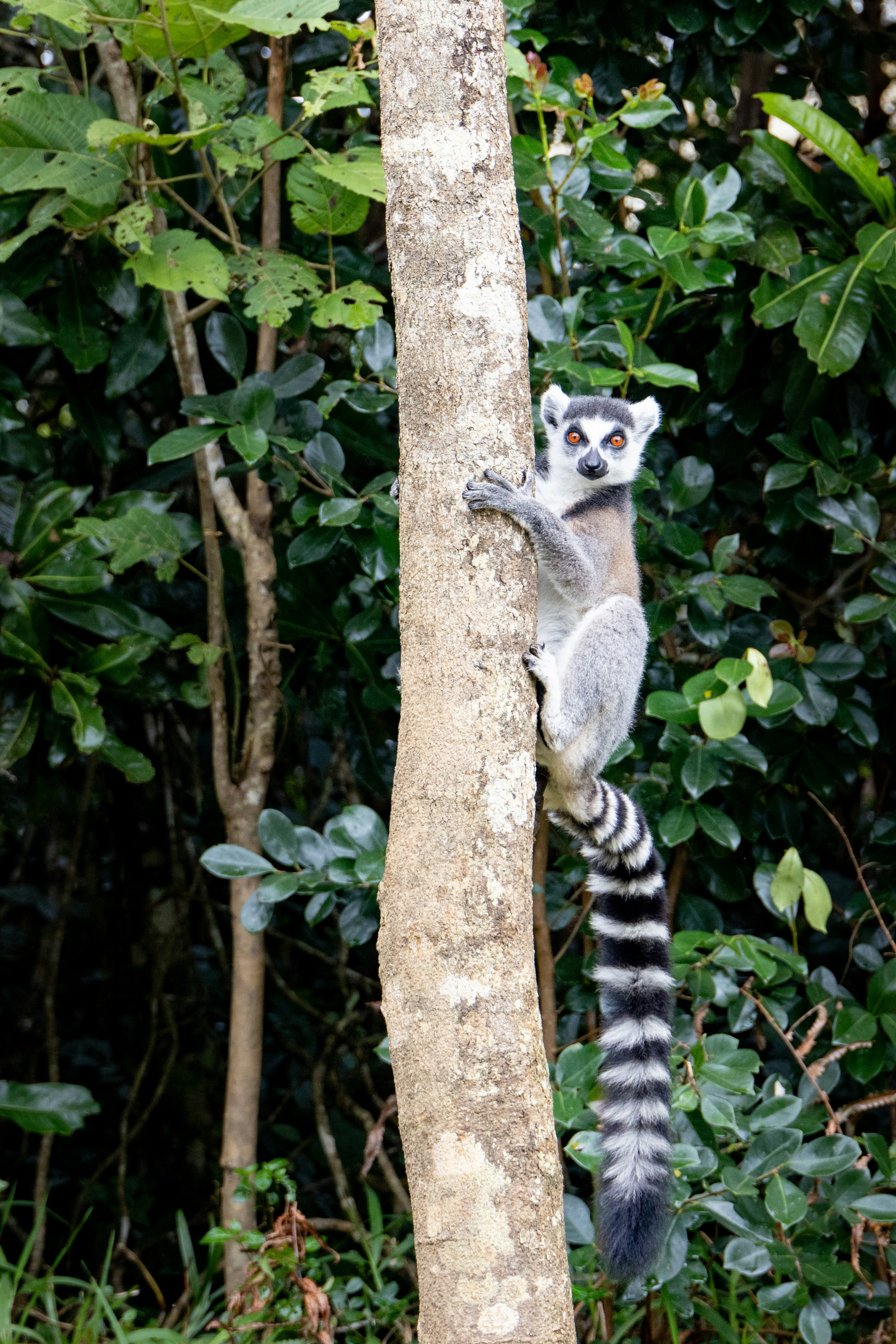 A ring-tailed lemur climbing a tree in a lush forest