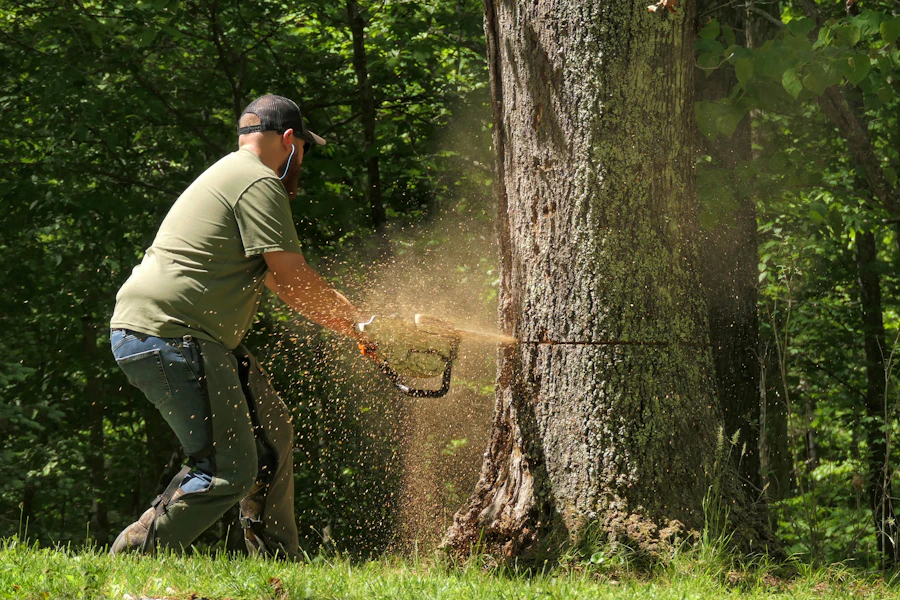 Clearing a storm-damaged oak, Twyford
