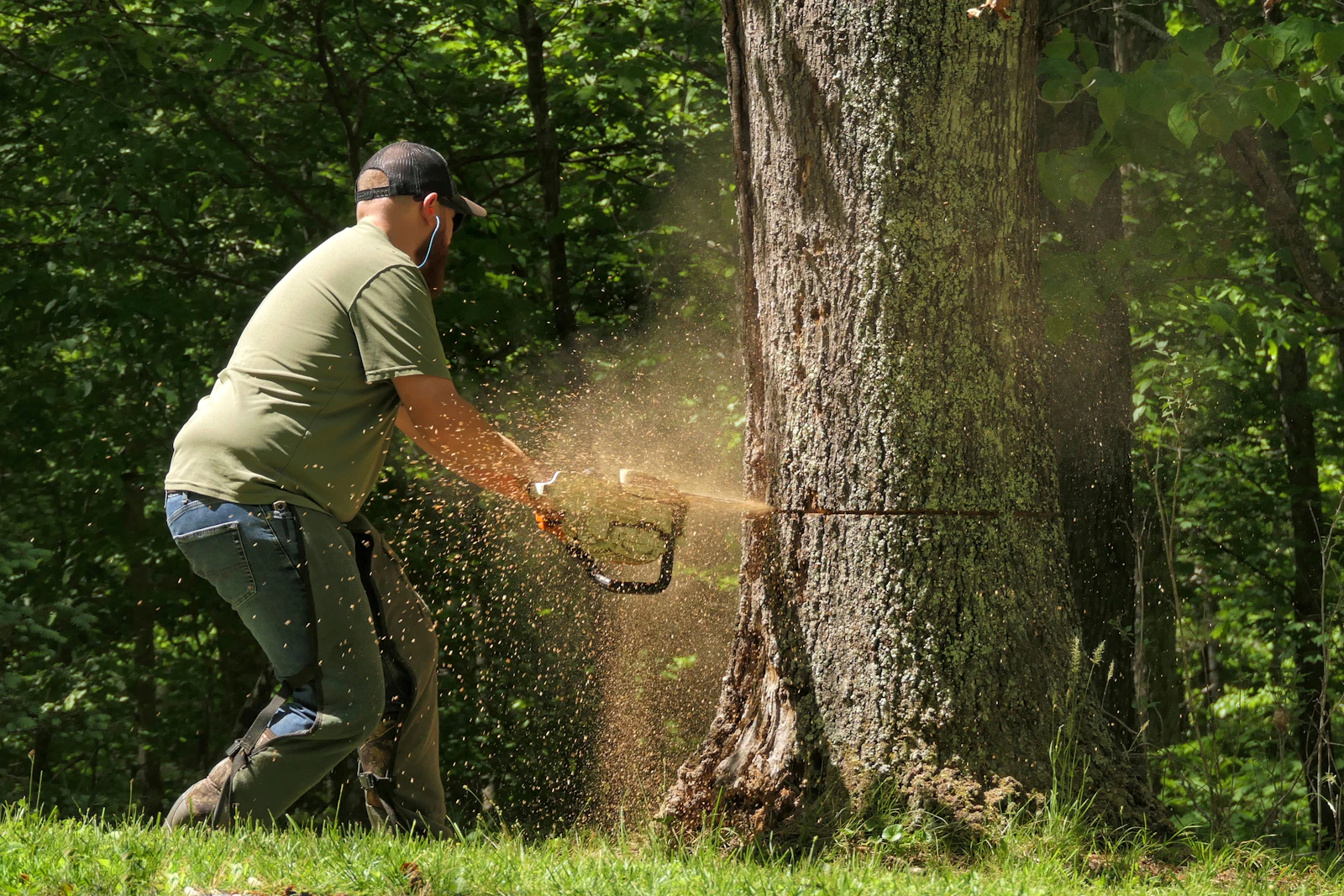 A worker cutting into the base of a large tree with a chainsaw