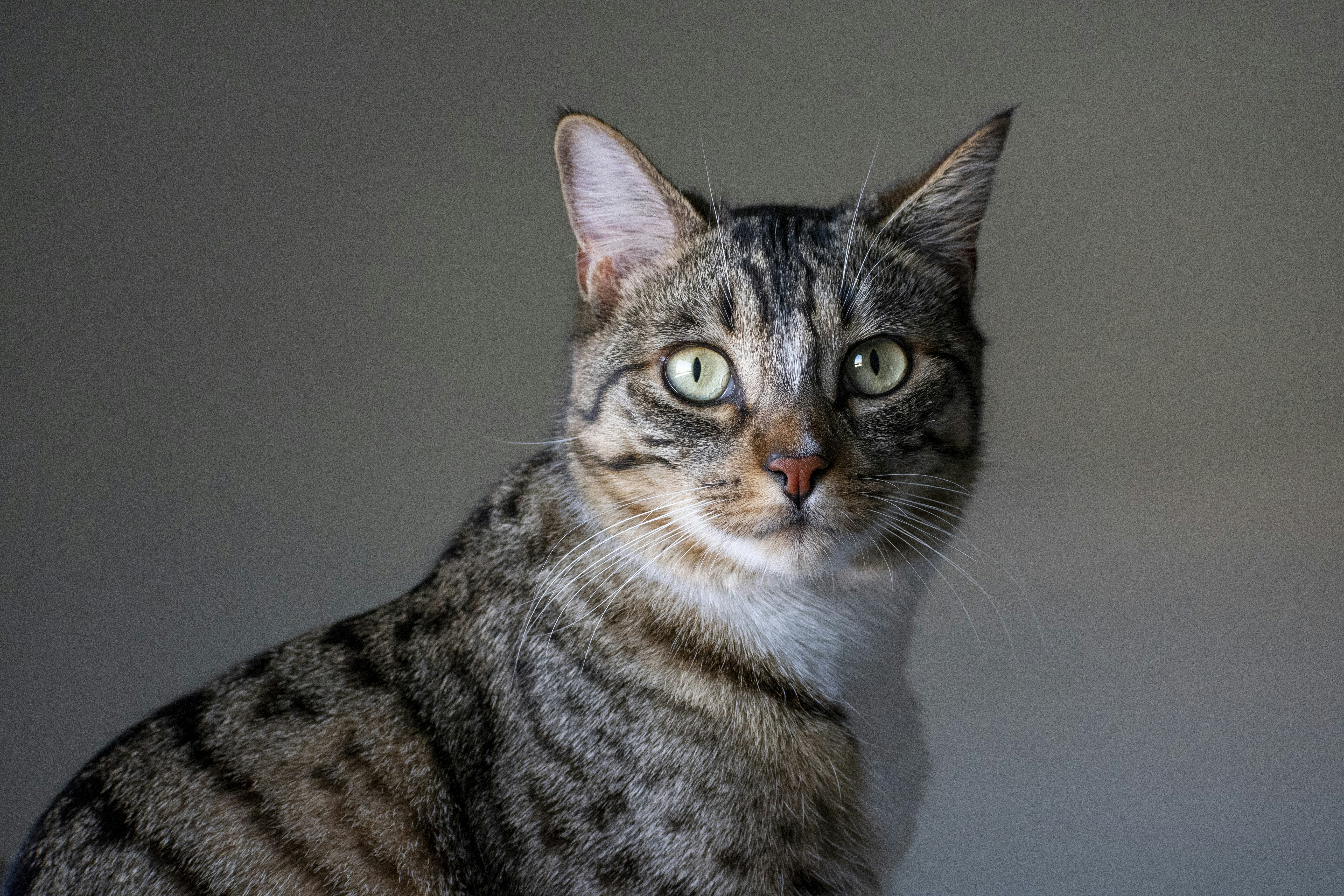 A striped tabby cat with green eyes looks forward