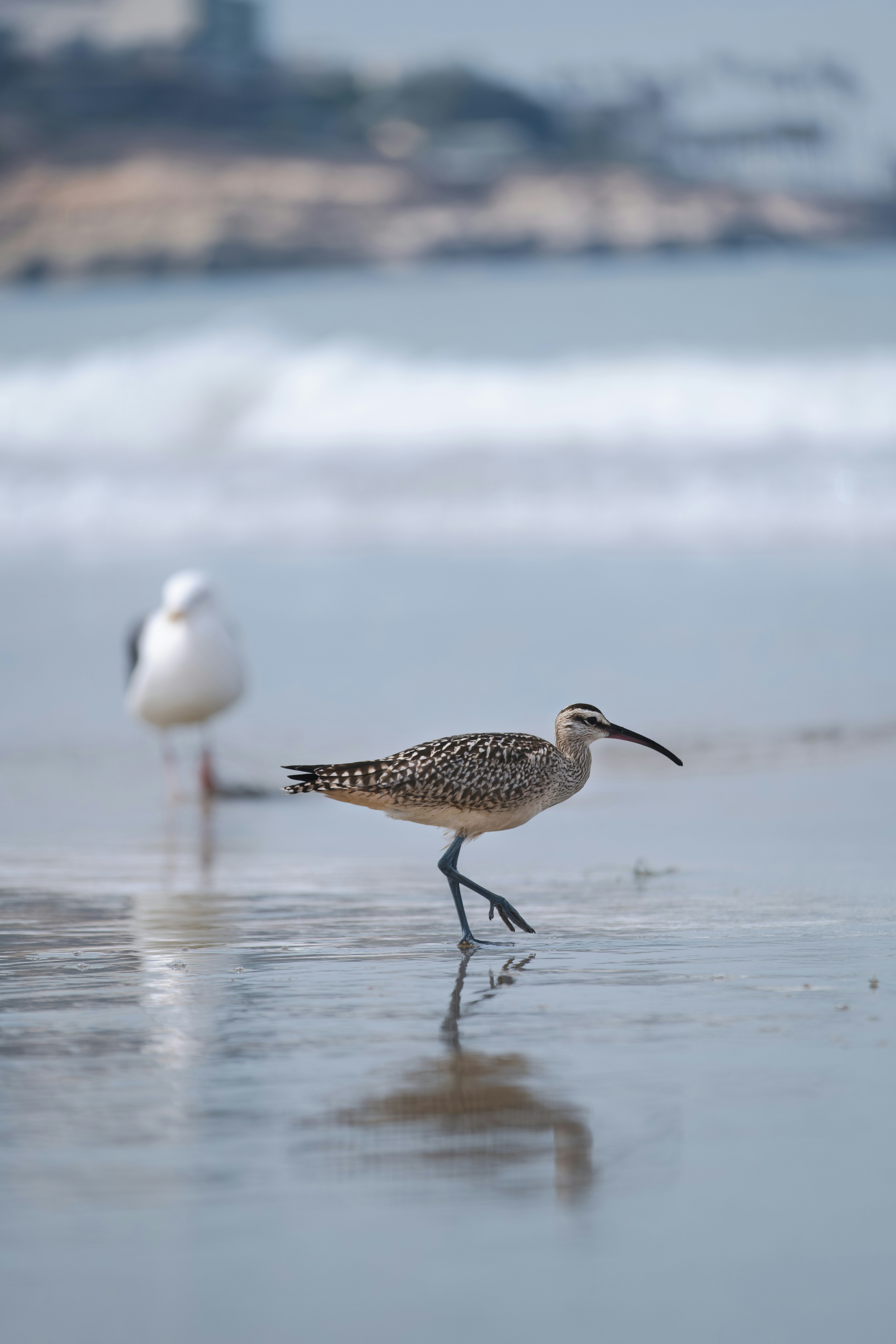 Photo by meanwhileinsandiego